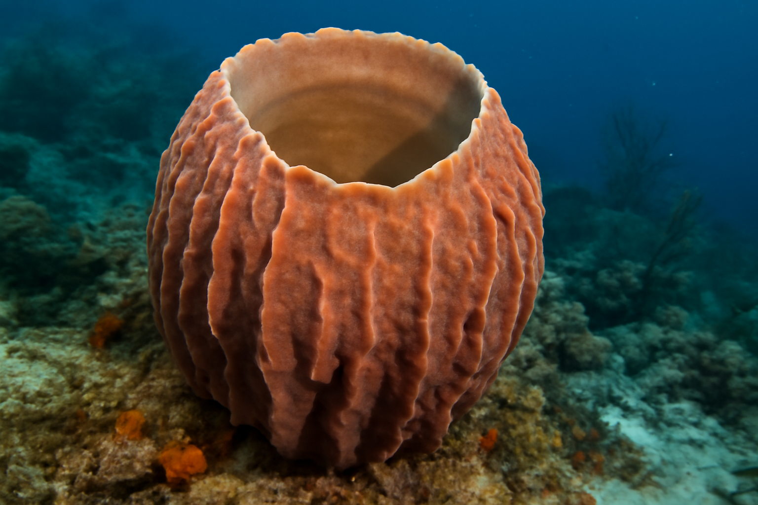 Coral Reef Sponge
