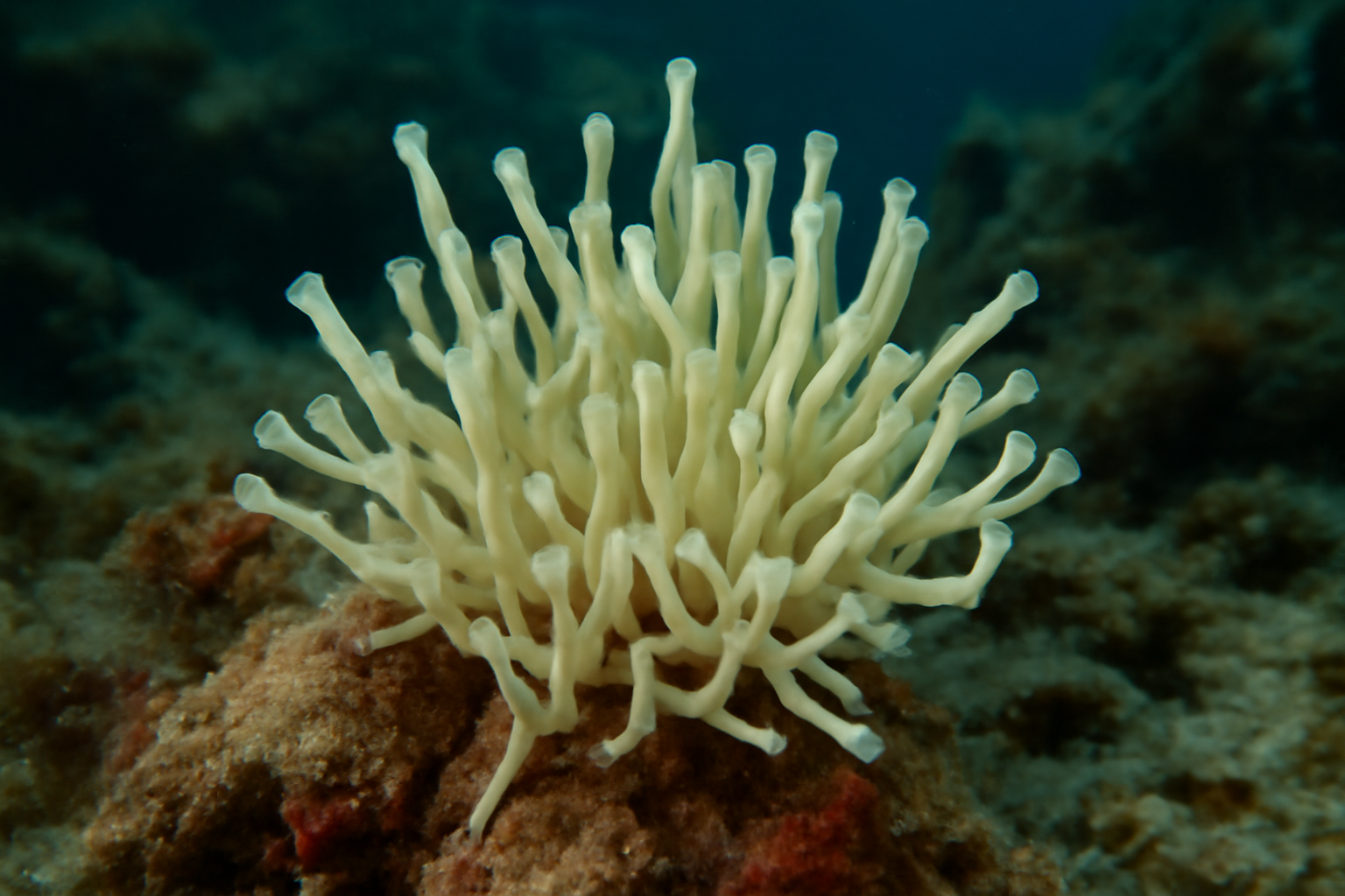 Ascon Leucosolenia