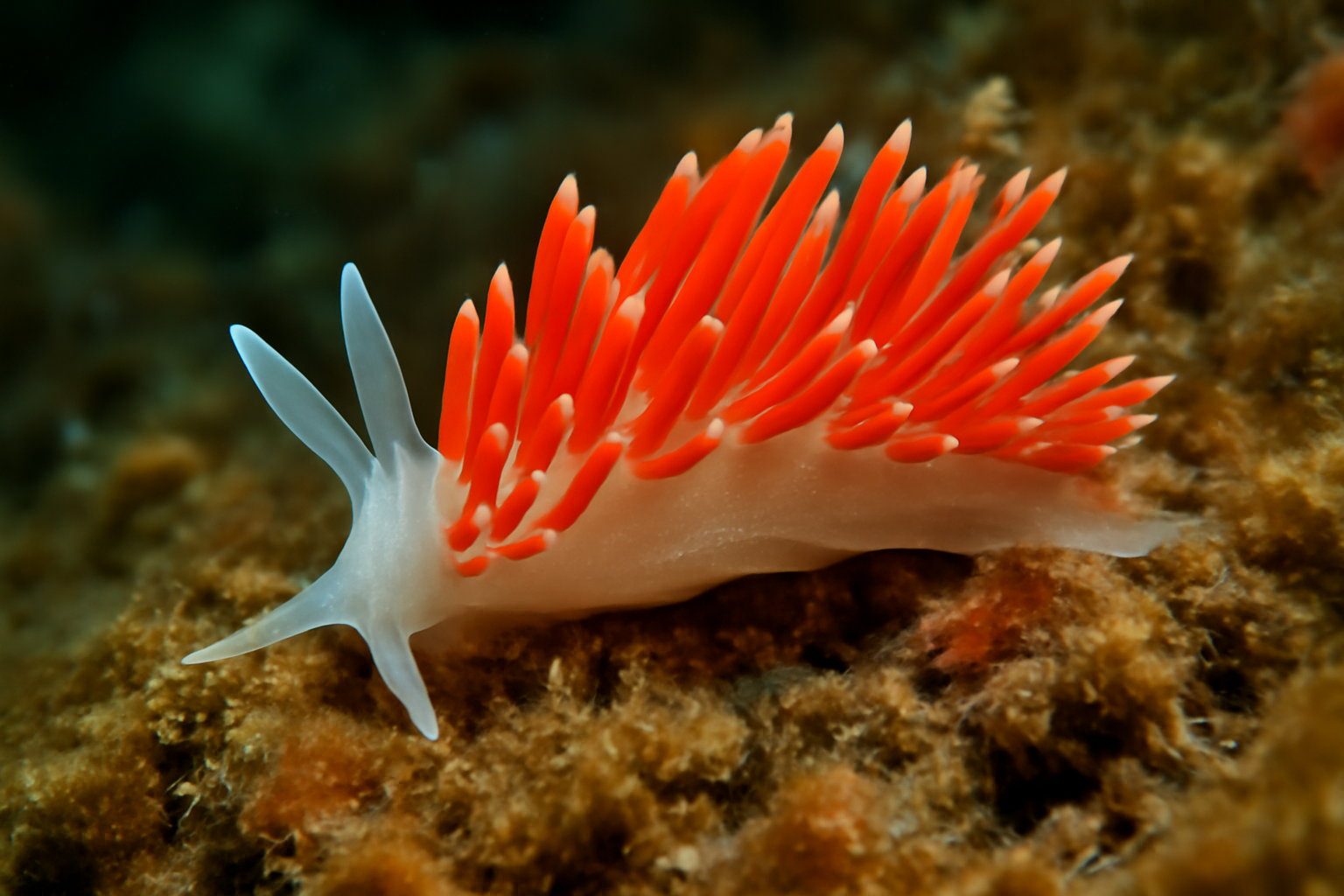 Red-gilled nudibranch