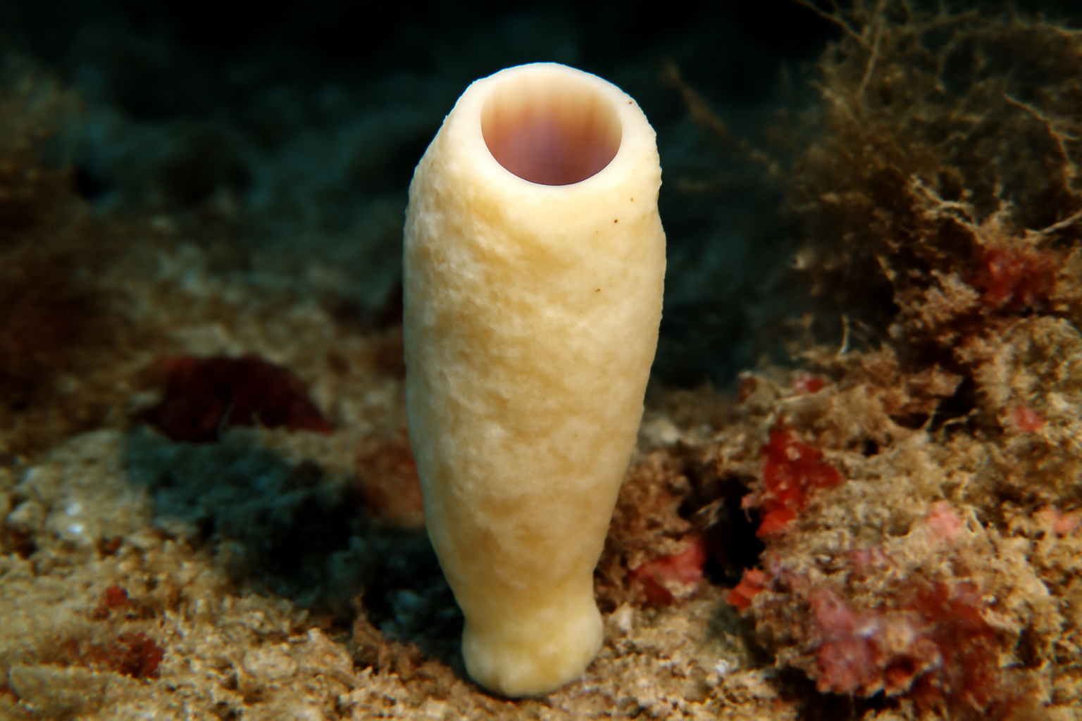 Clubbed Leucandra