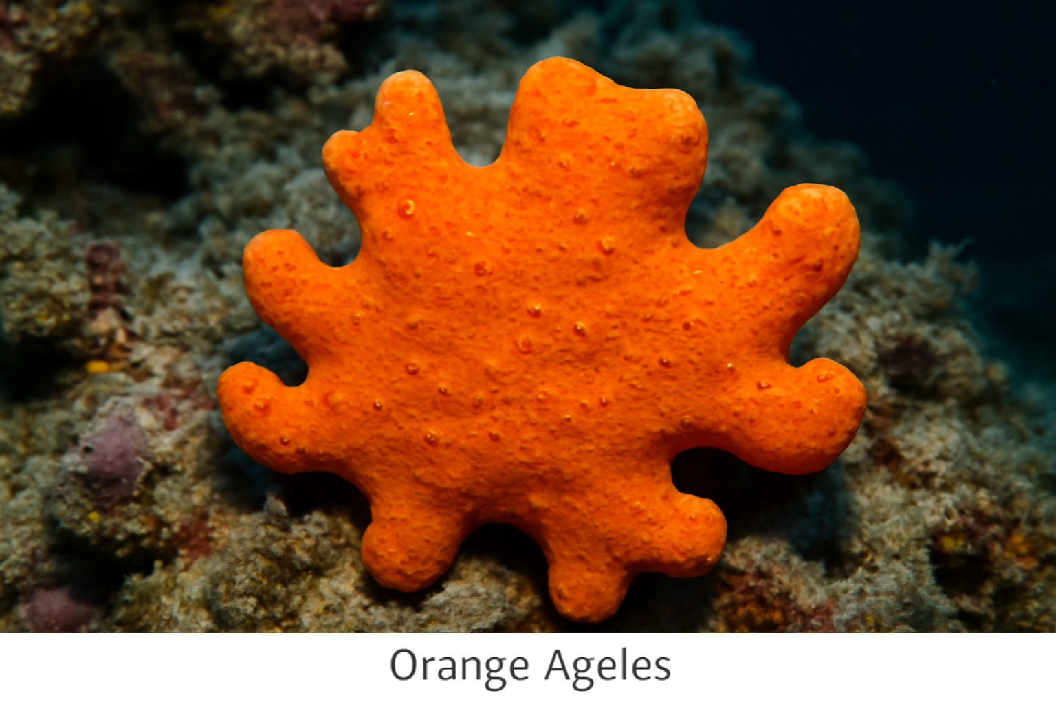 Orange Agelas