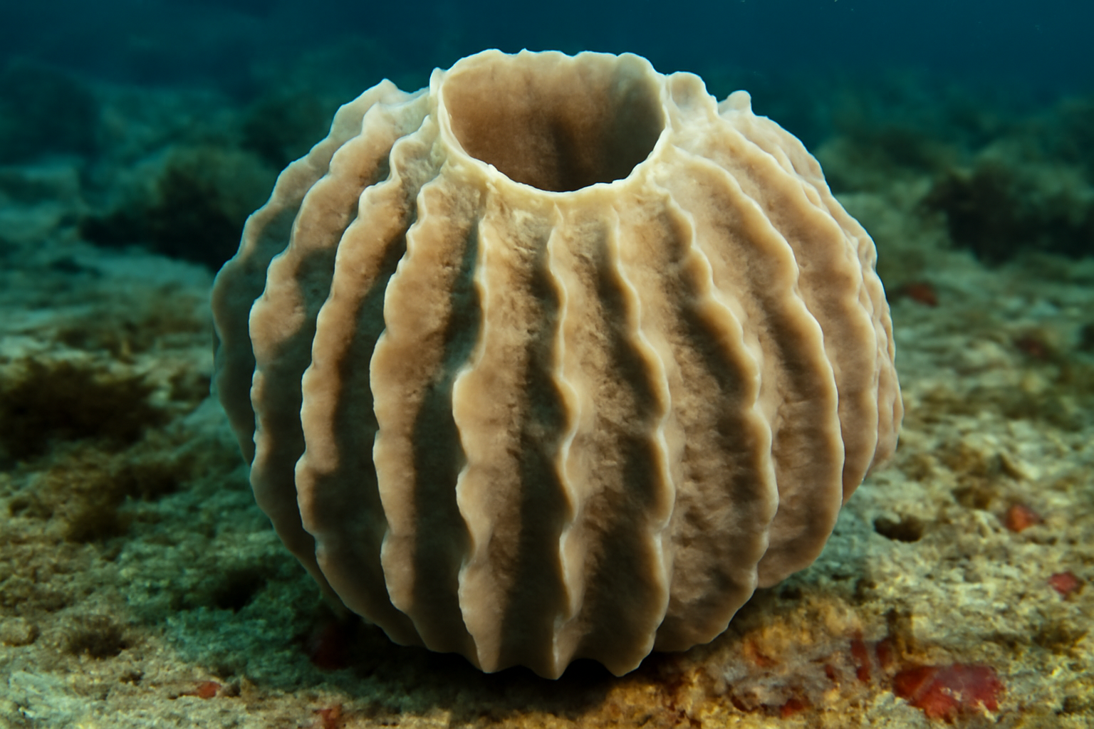 Ridged Sponge