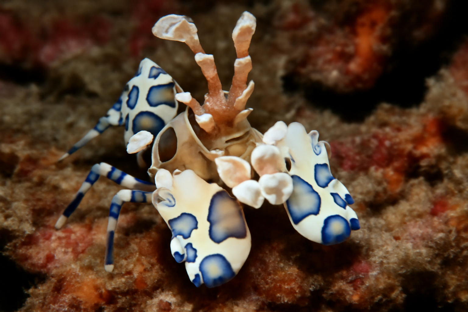Pacific Harlequin Shrimp