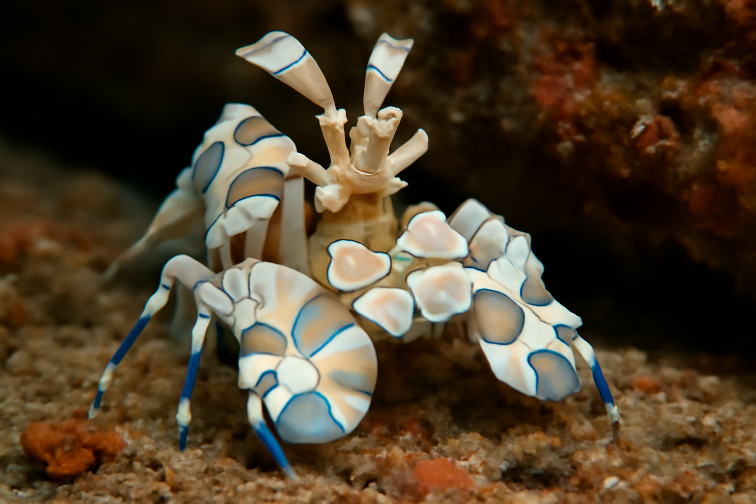 Atlantic Harlequin Shrimp