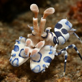 Indian Ocean Harlequin Shrimp