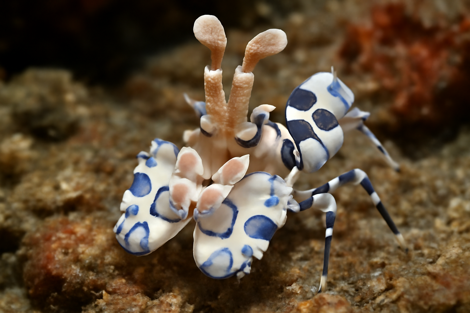 Indian Ocean Harlequin Shrimp