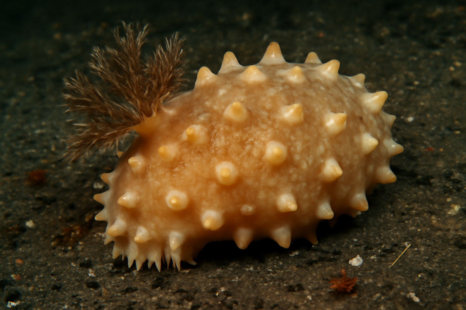 Paracrellina dimorpha