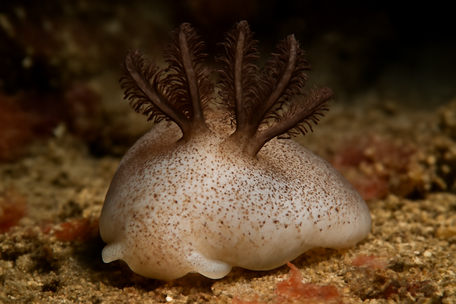Paracrellina eques