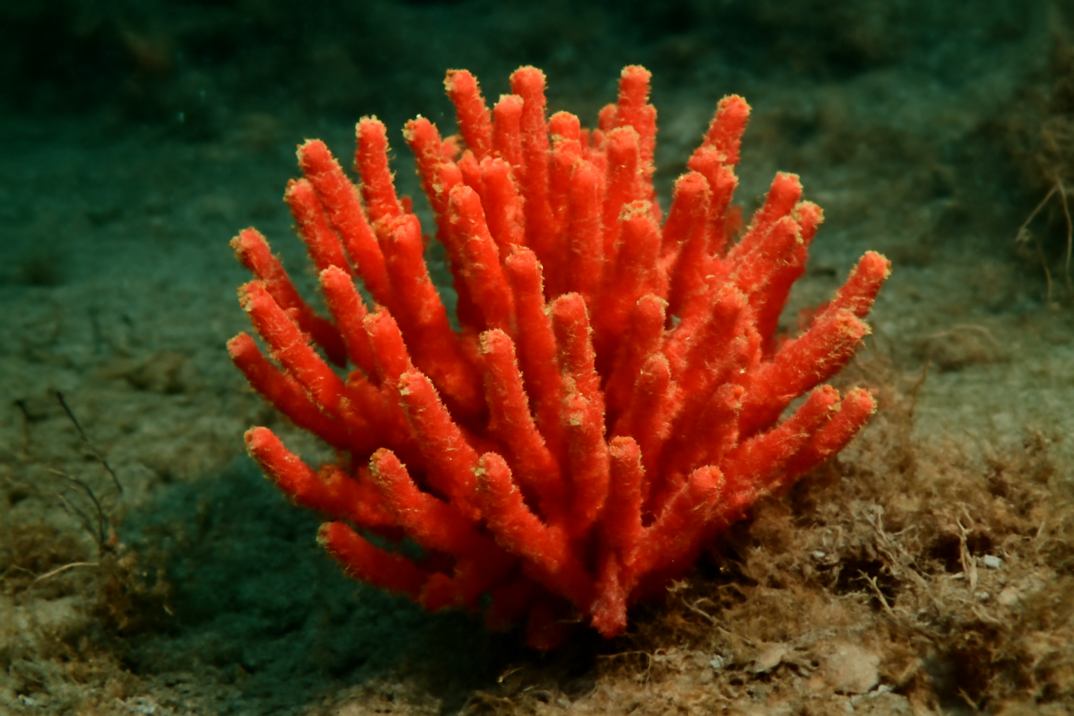 Red Beard Sponge