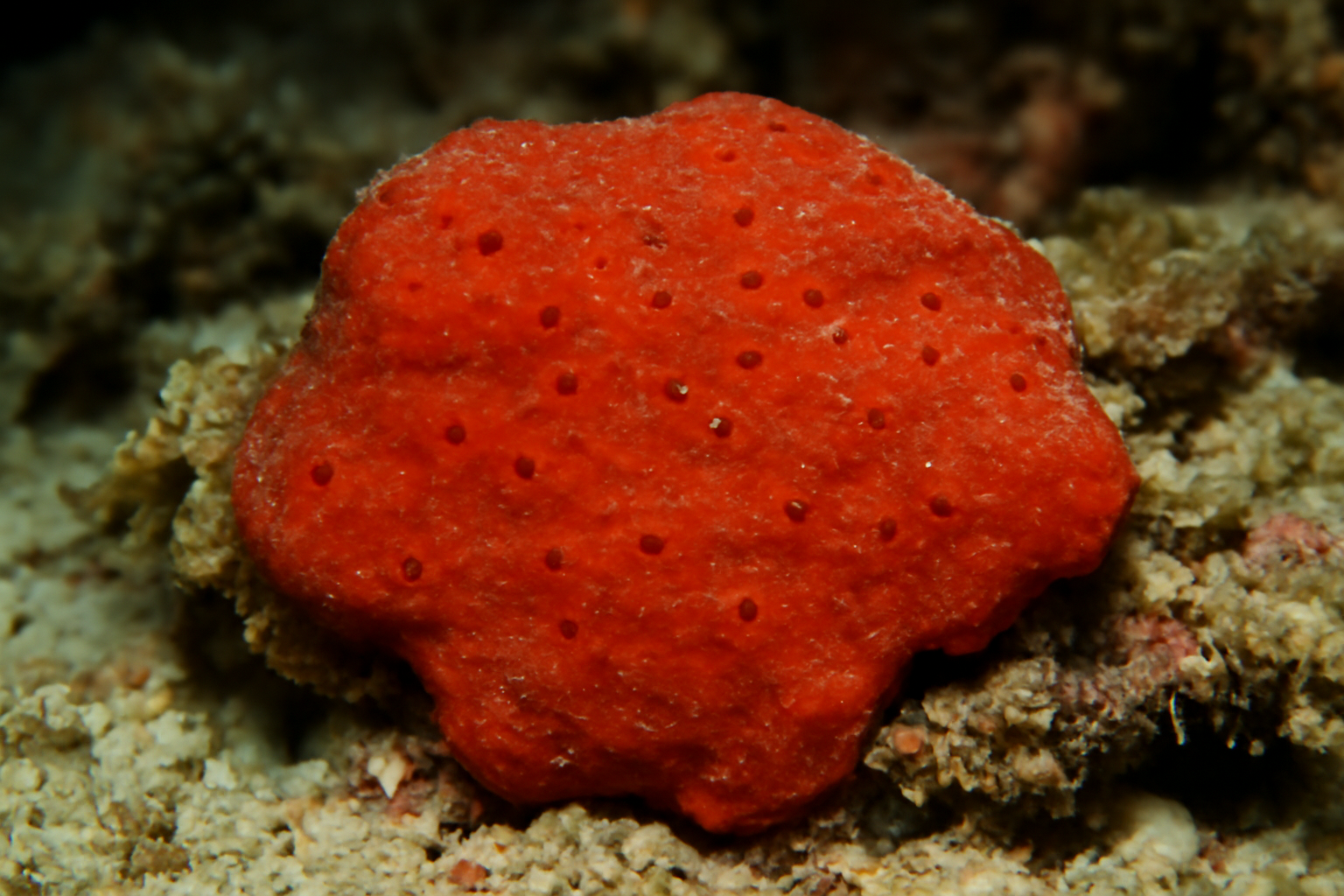Red Encrusting Sponge