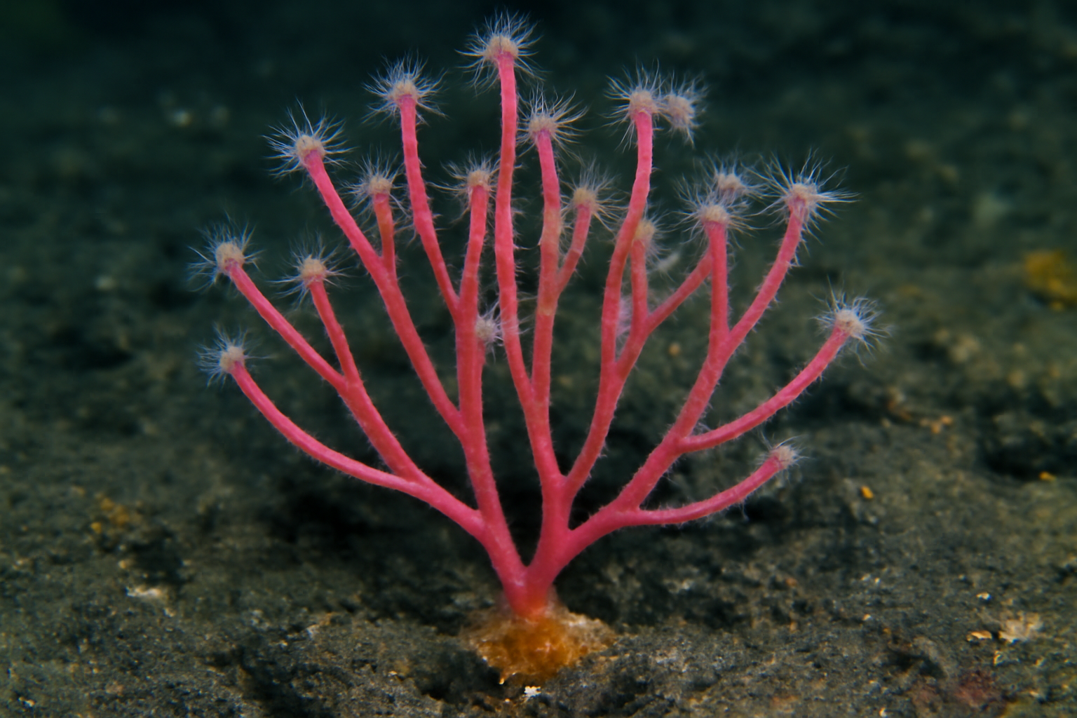 Deepwater Forcepia