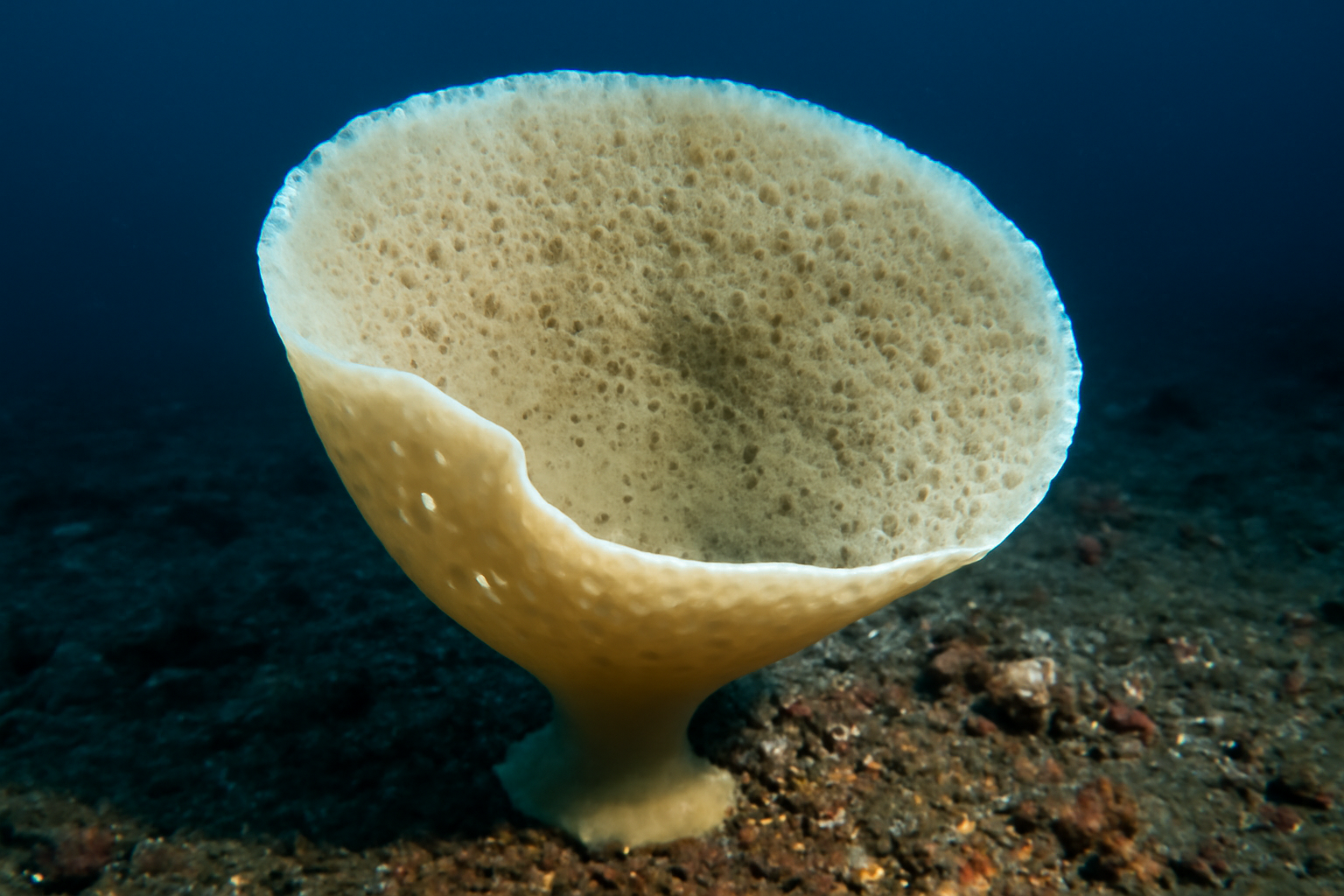 Antarctic Sponge