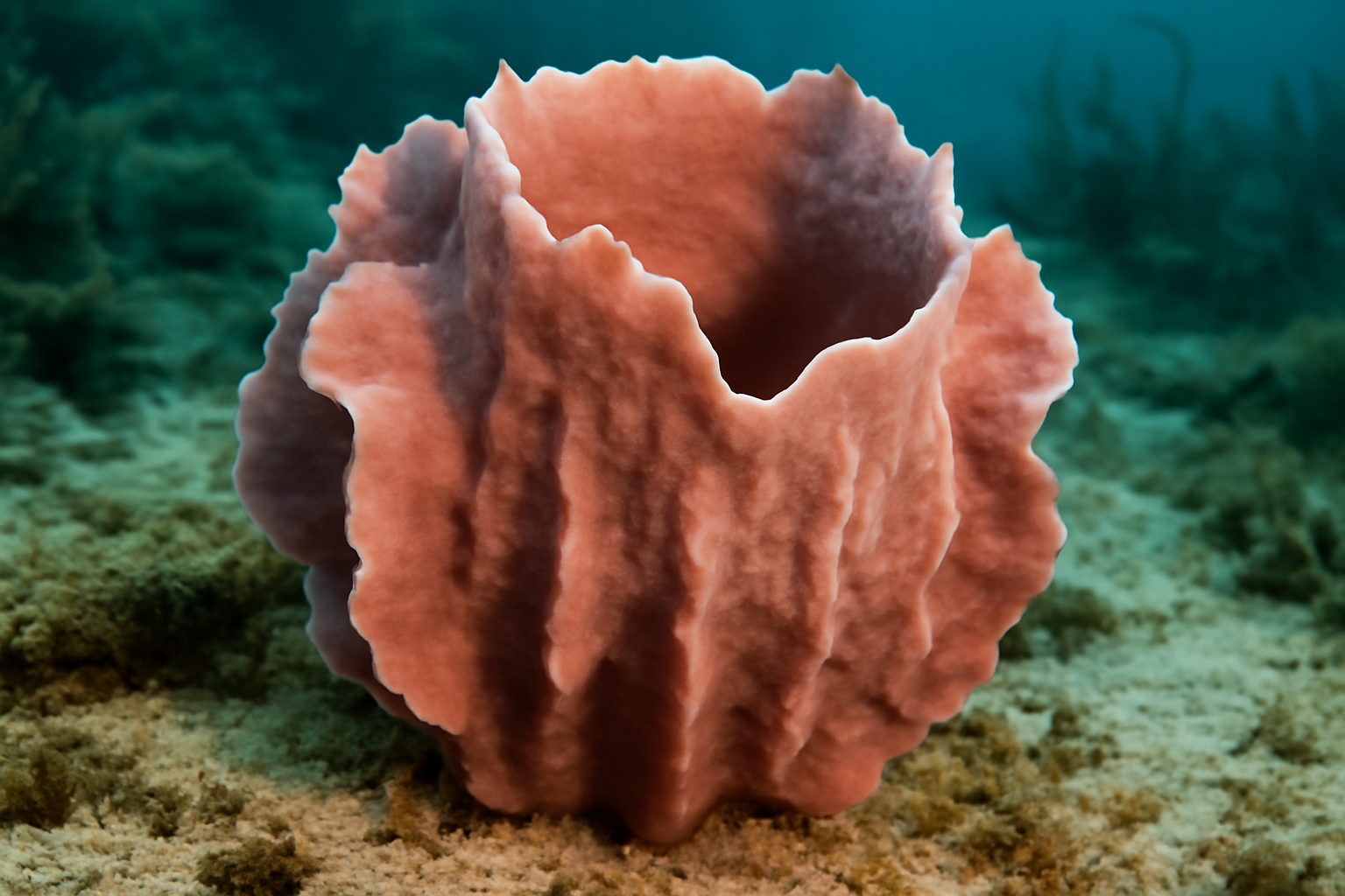 Rosy Sponge
