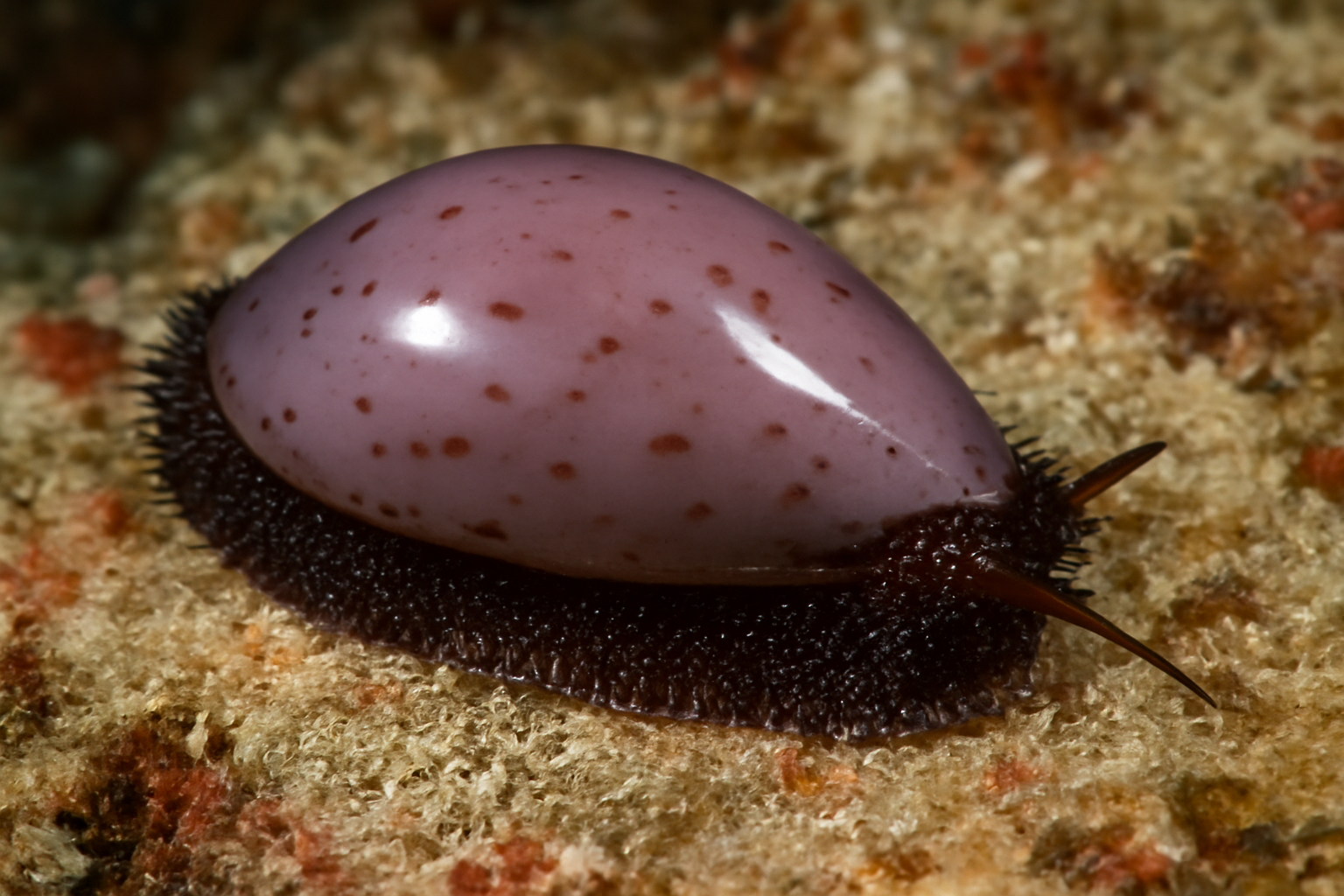 Mauve False Cowry