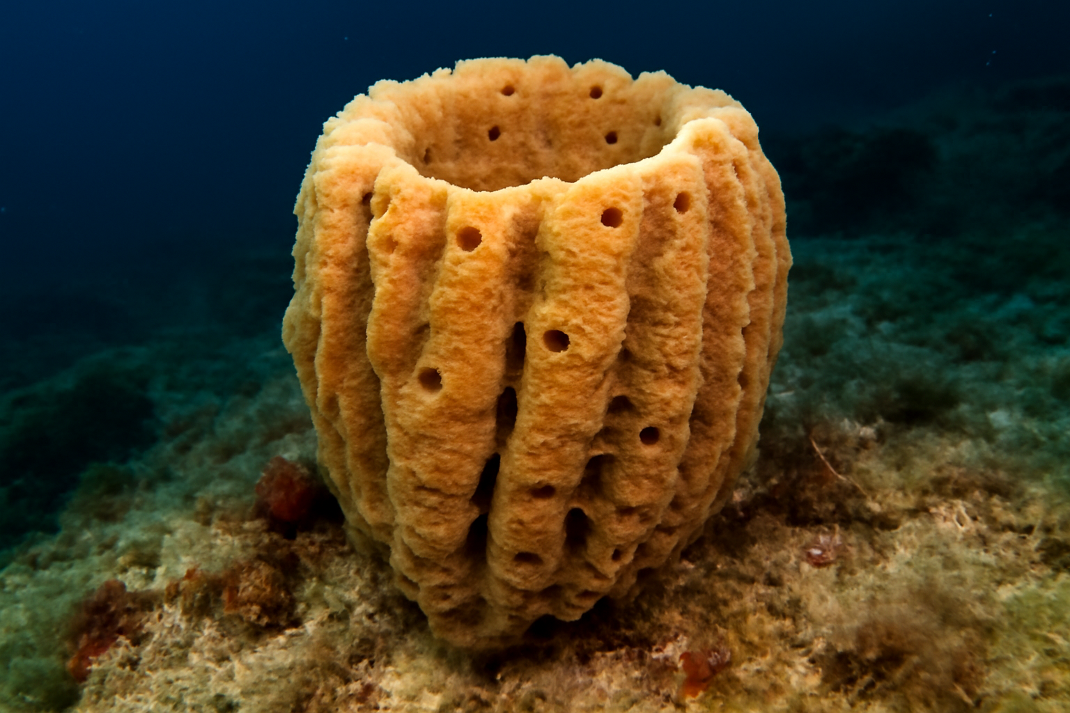 Mediterranean Sponge