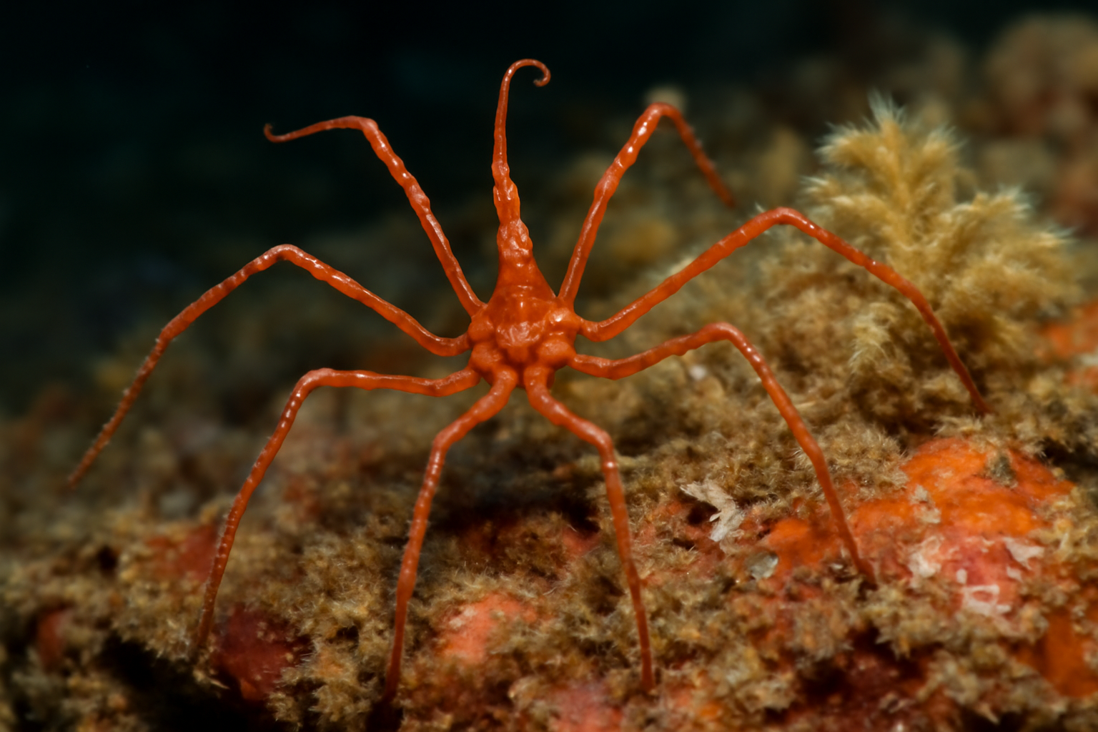 Discorhabdella Sea Spider