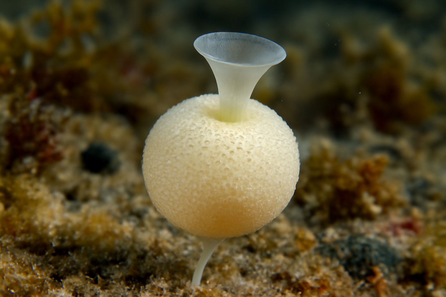 Unicellular sponge