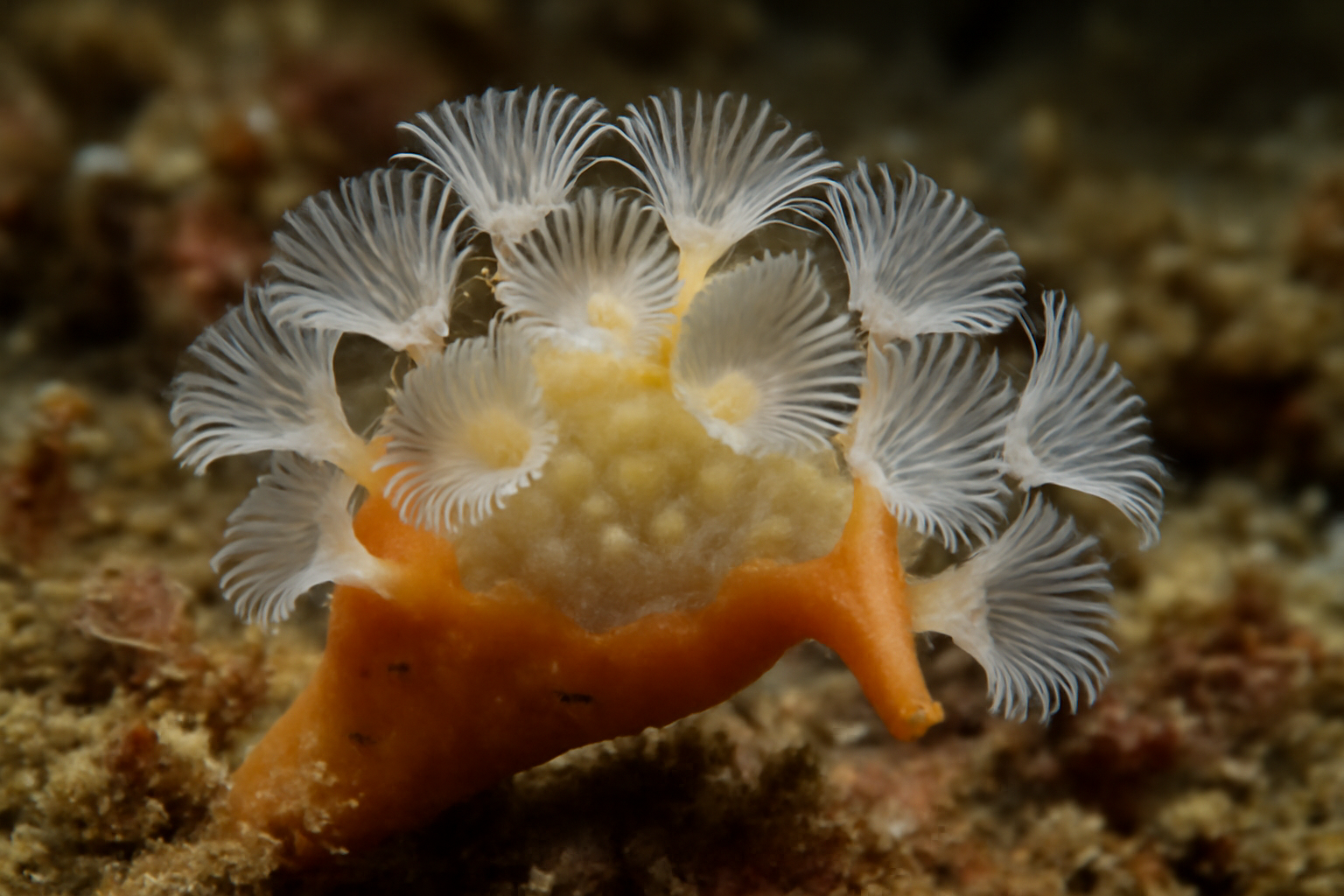 Sponge-dwelling bryozoan