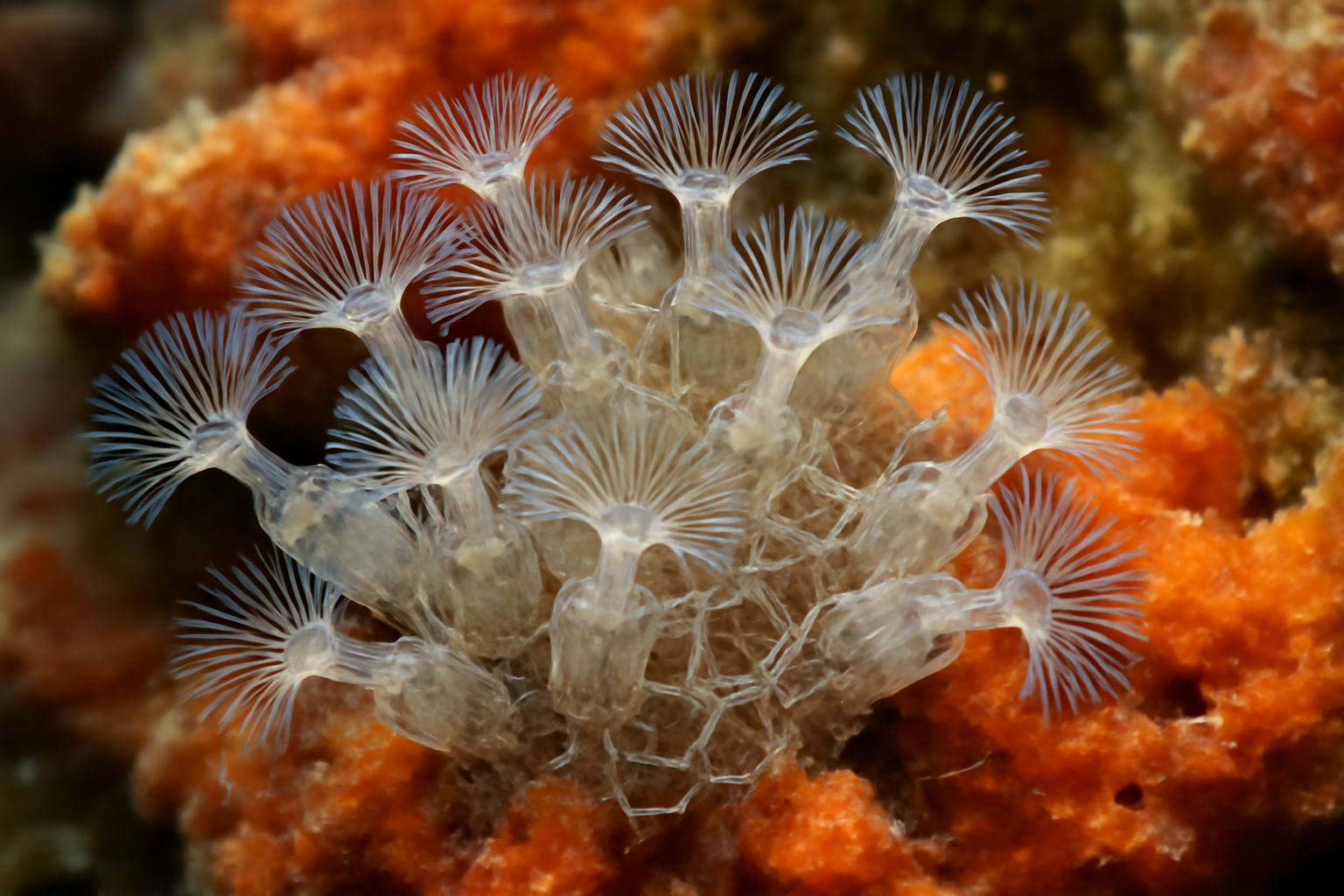 Coral-associated bryozoan