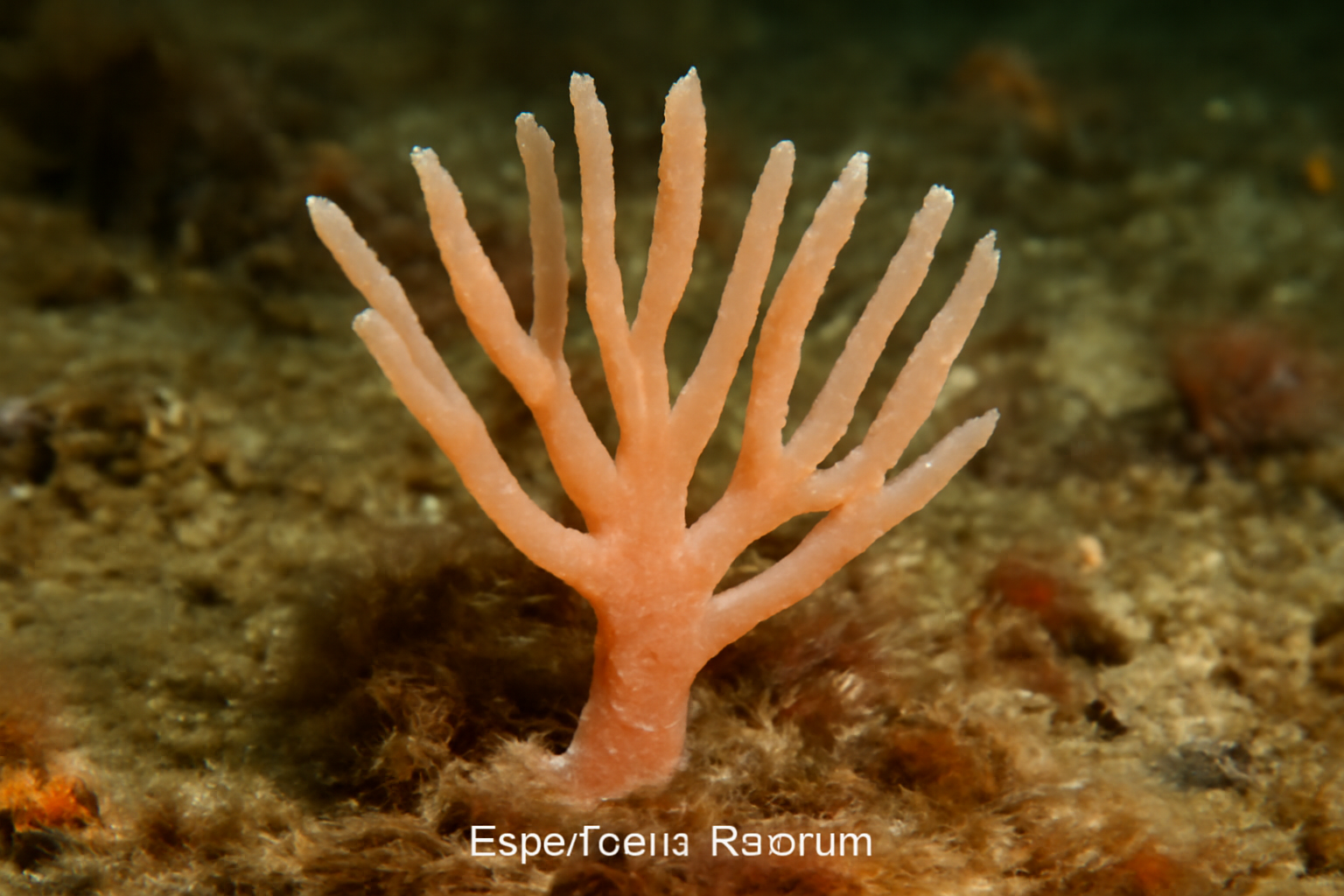 Esperiopsis fucorum