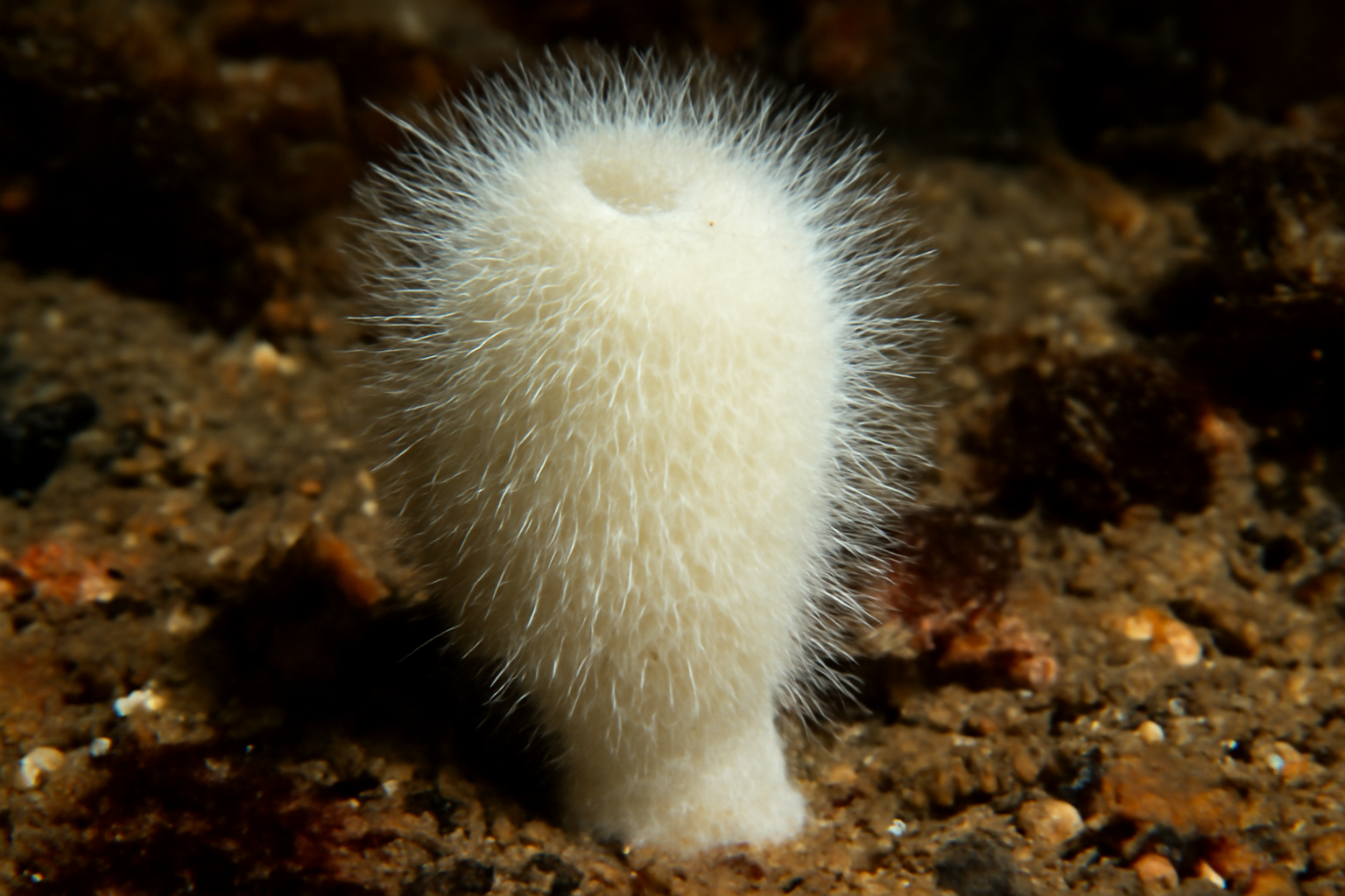 Esperiopsis villosa