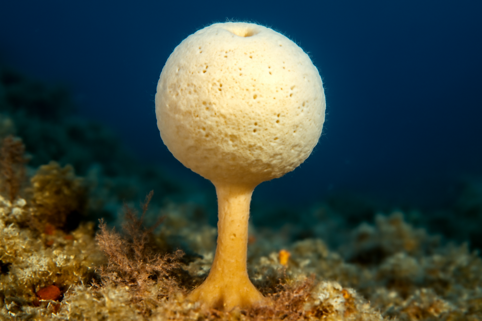 Stalked Puffball Sponge