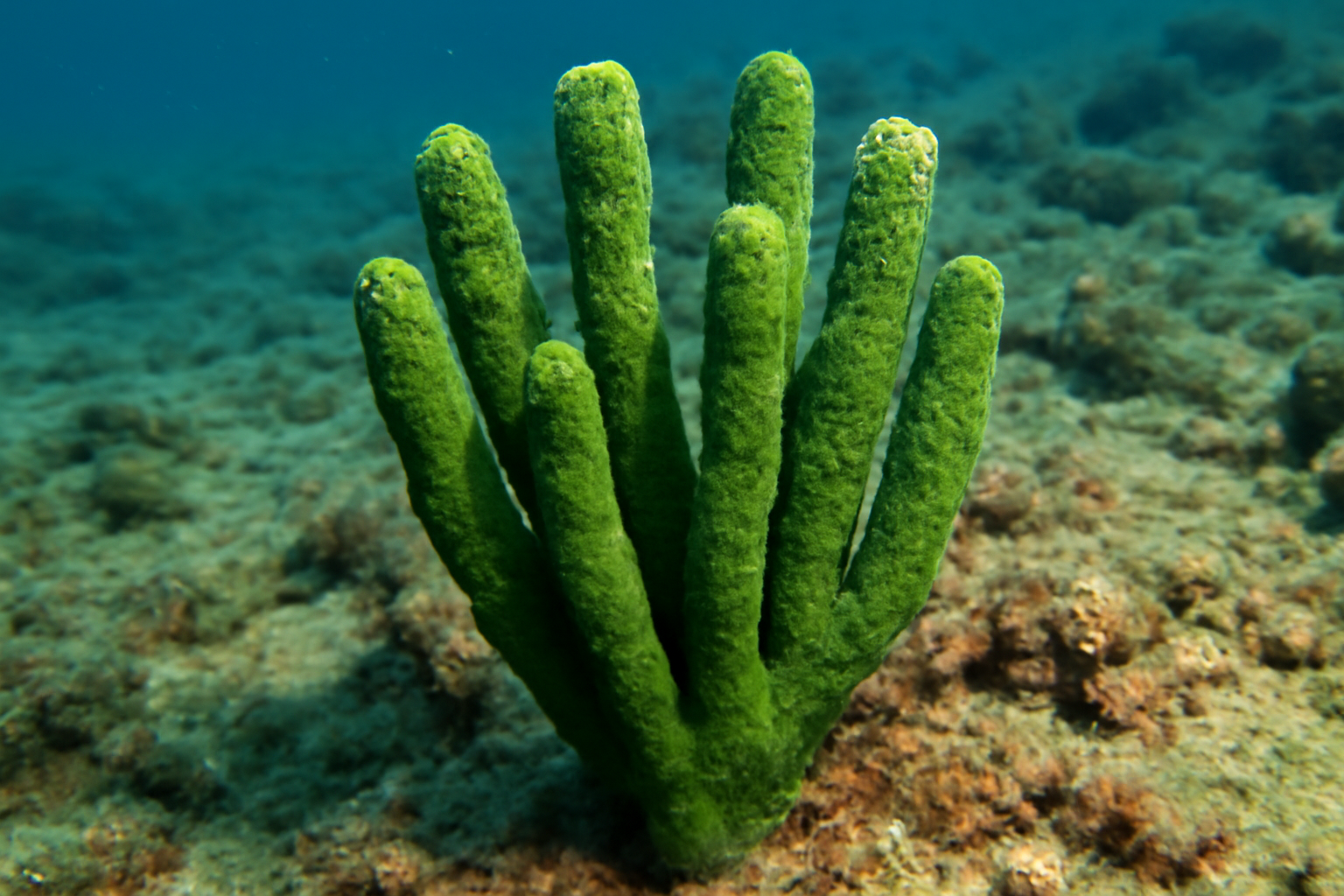 Green Finger Sponge