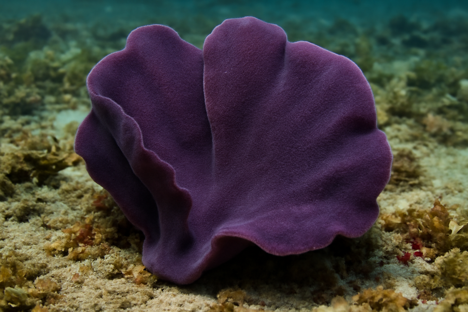 Velvet Sponge