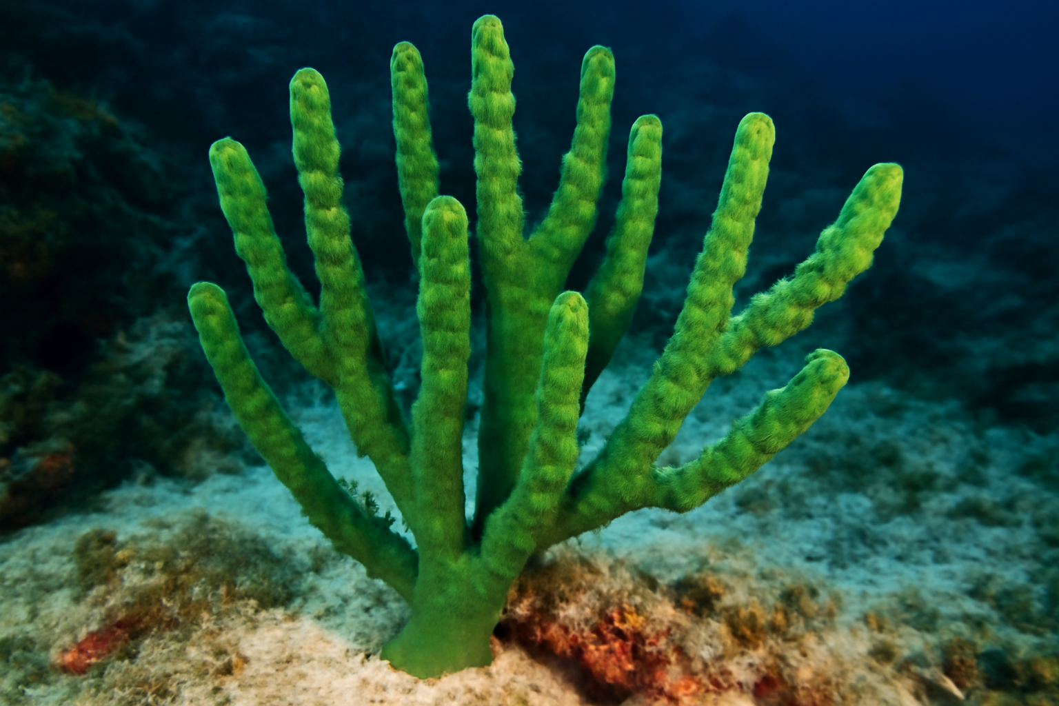 Green Branch Sponge