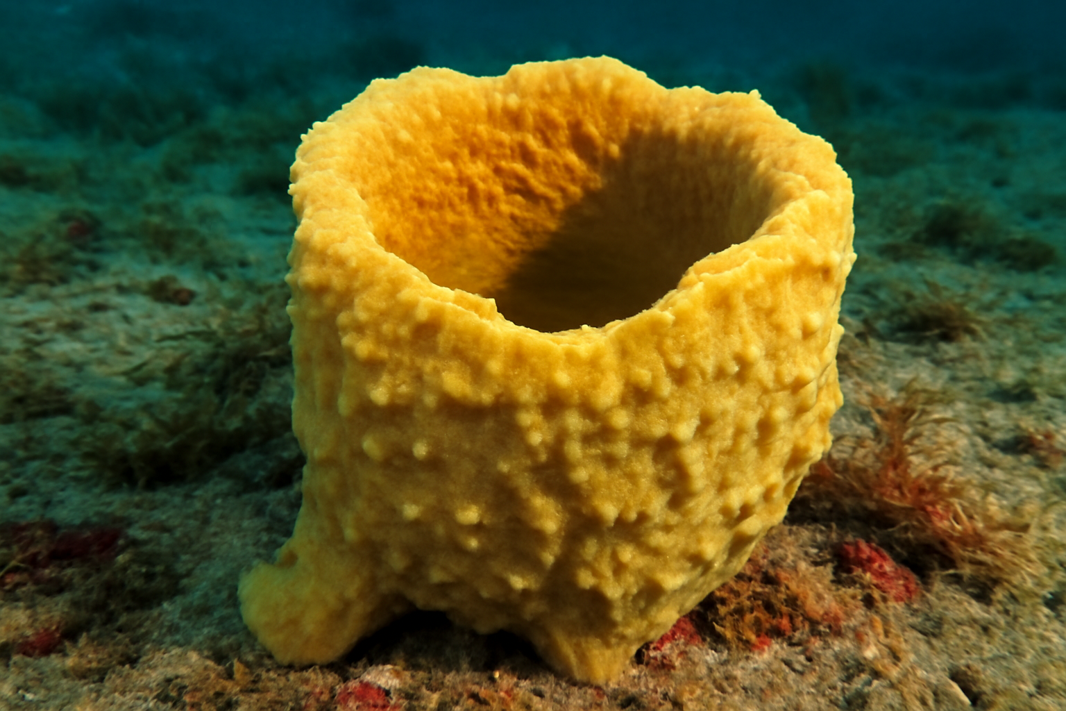 Amorphinopsis joubini