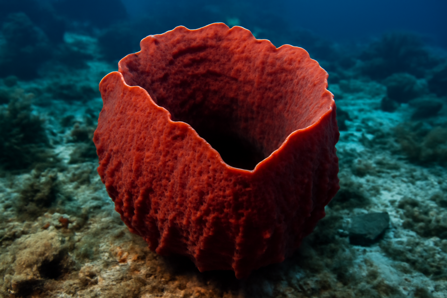 Red Sea Sponge