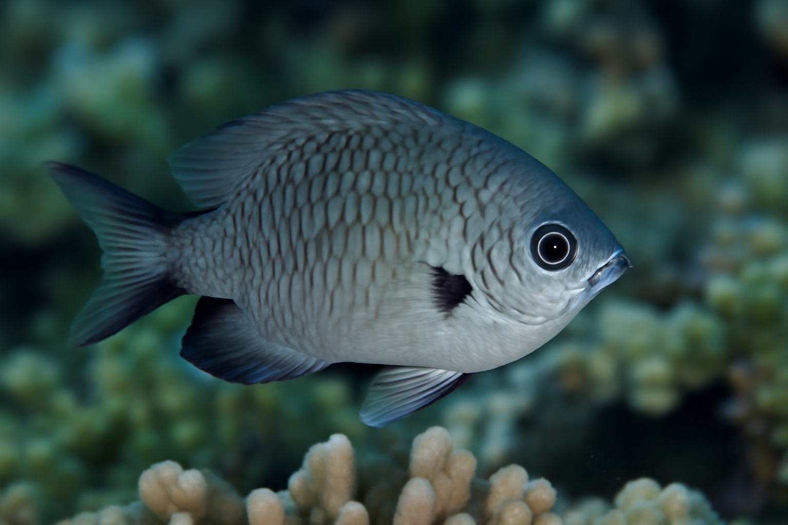 Black-axil Chromis