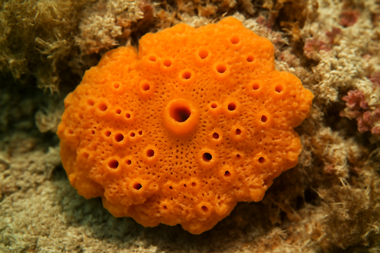 Boring Sponge