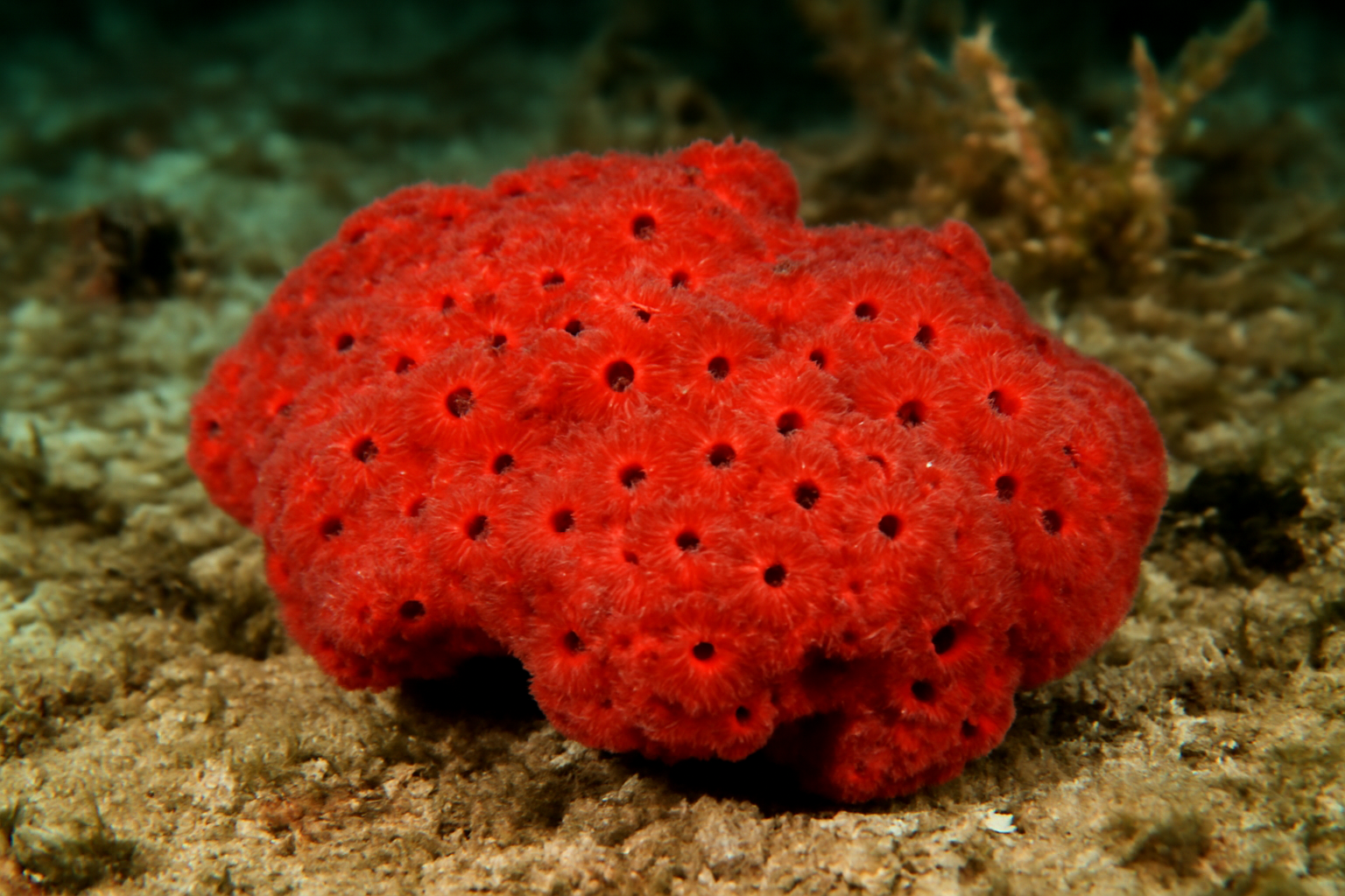 Red Crumb Sponge