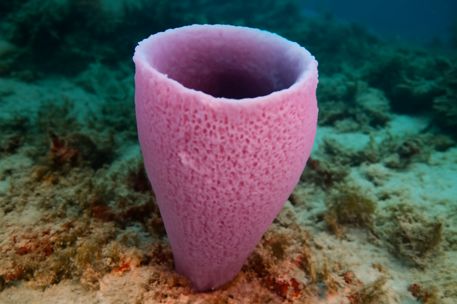Pink Vase Sponge