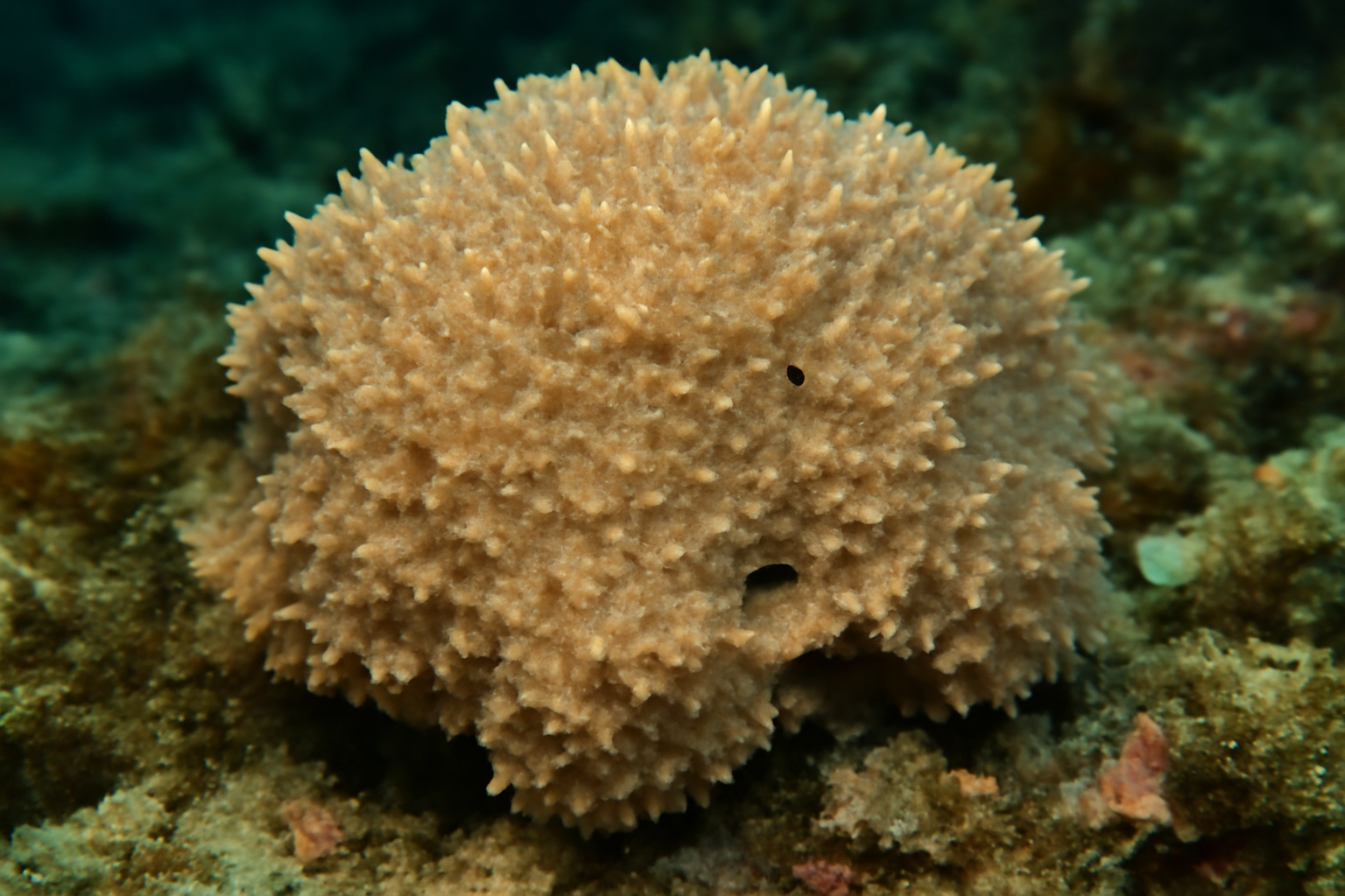 Rough Sponge