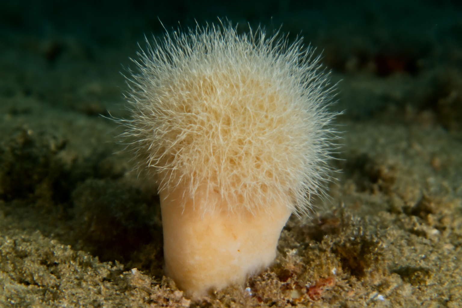 Bristly Sponge