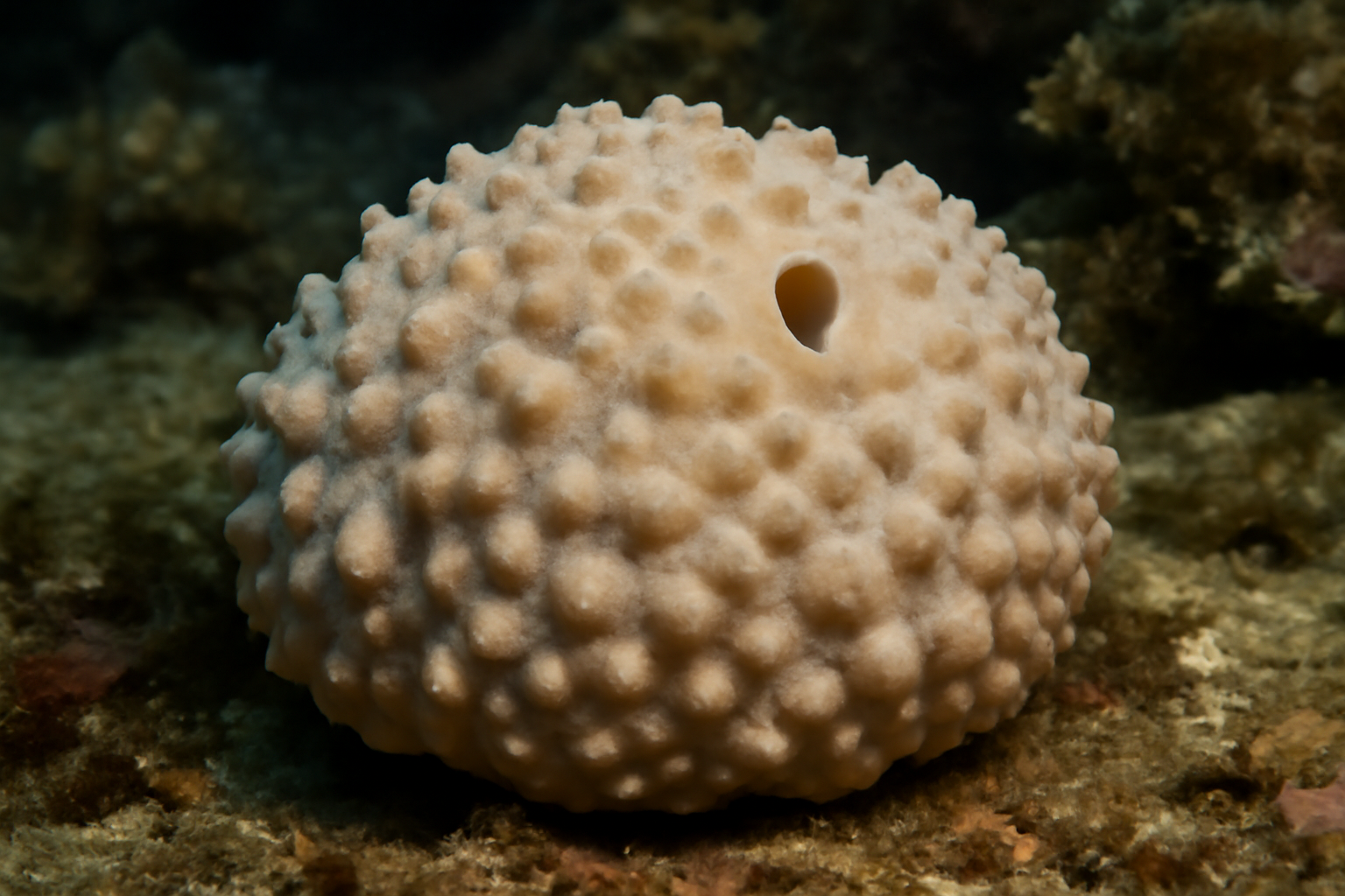 Warty Sponge