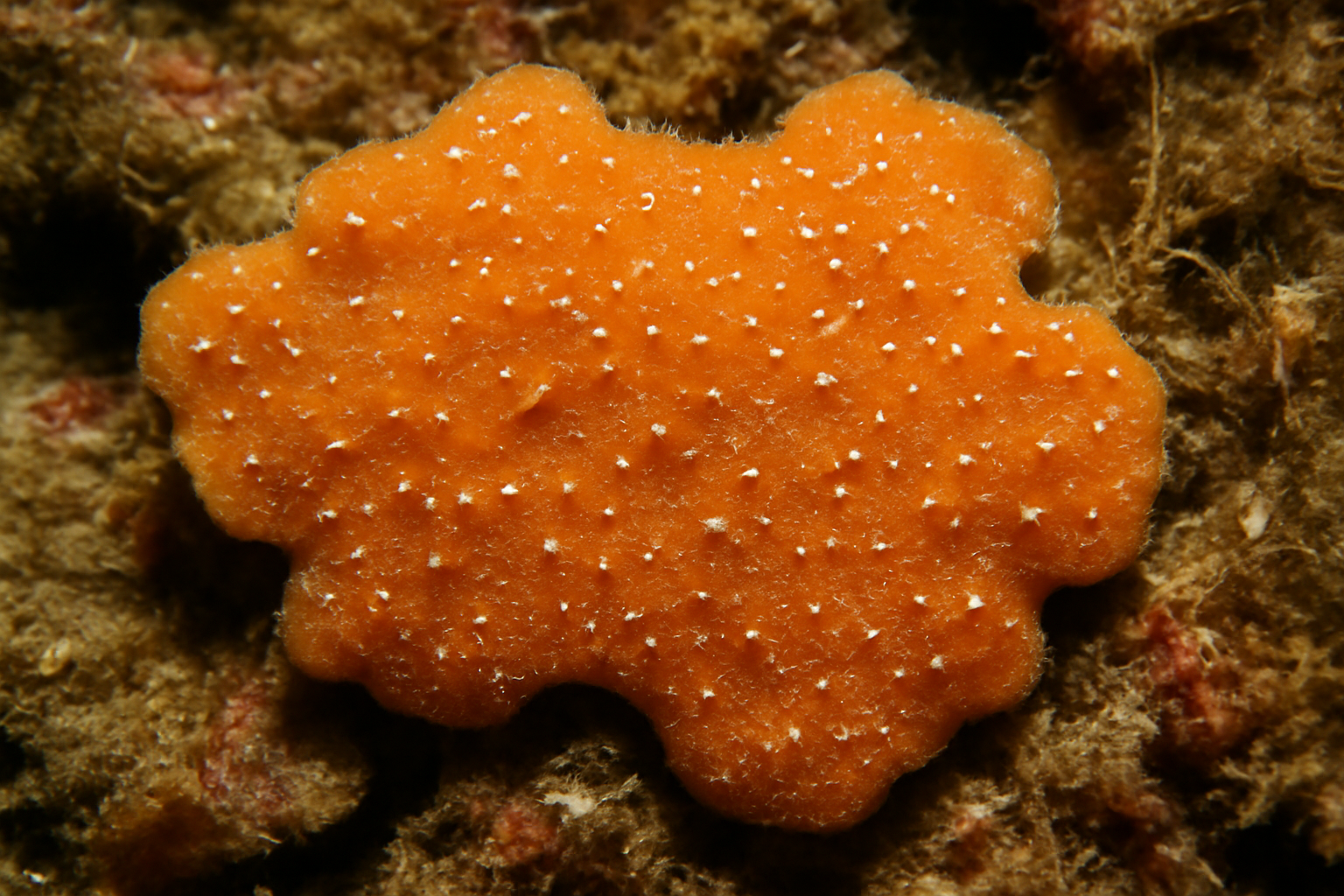 Hymedesmia paupertas