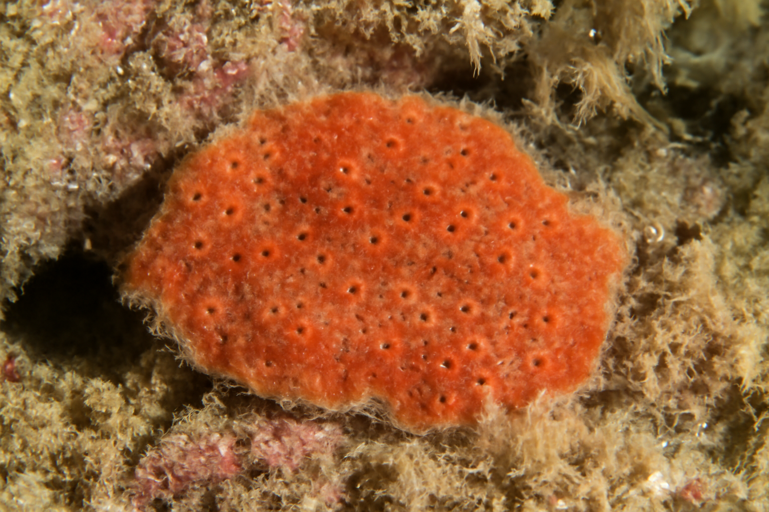 Hymedesmia elegans