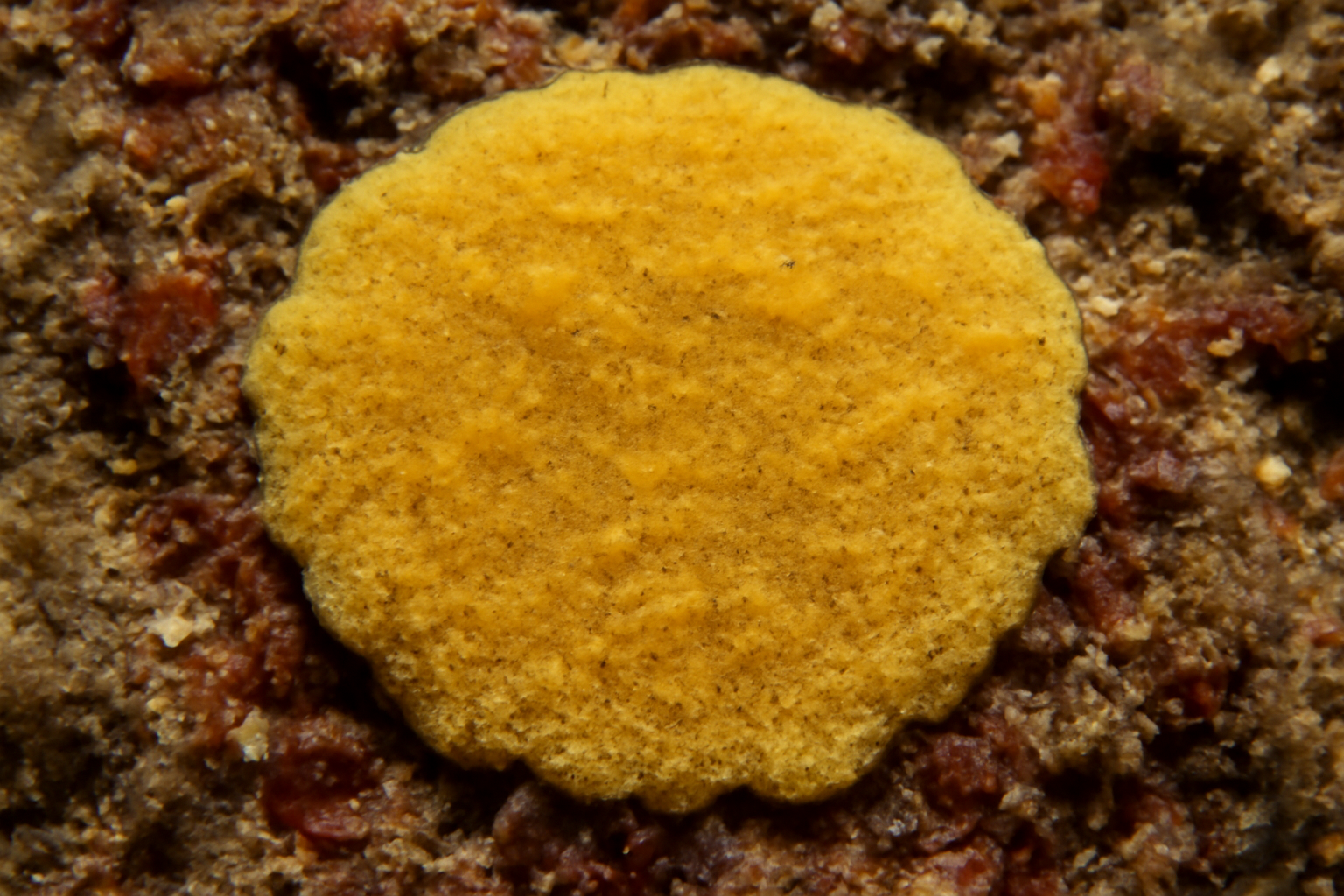 Hymedesmia zetlandica