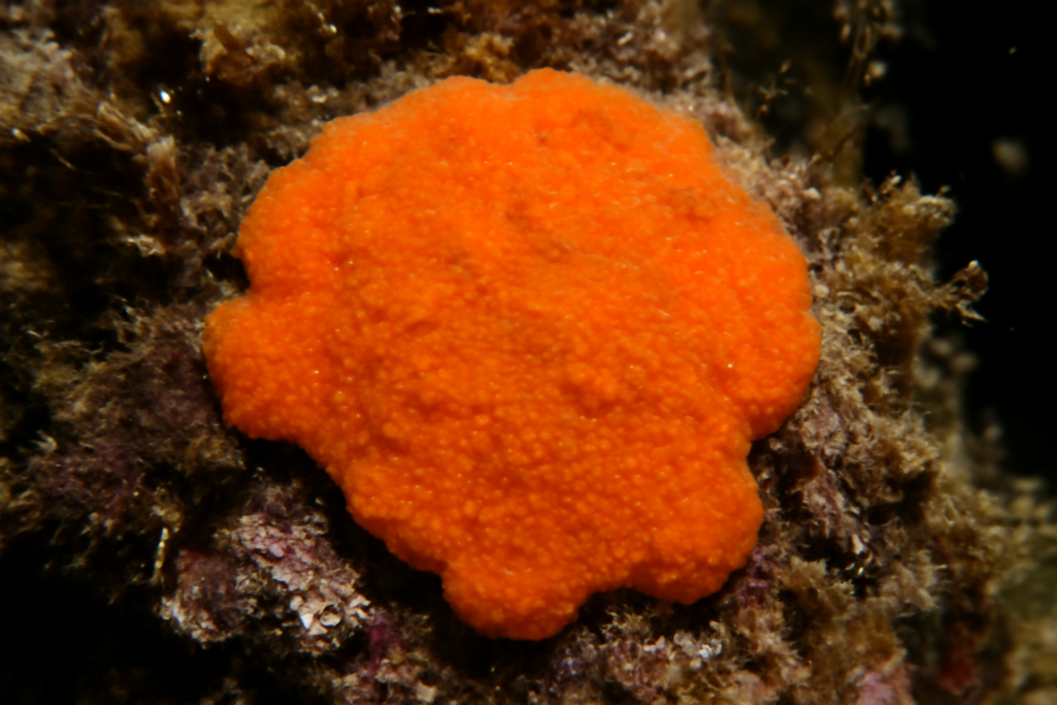 Hymedesmia coriacea