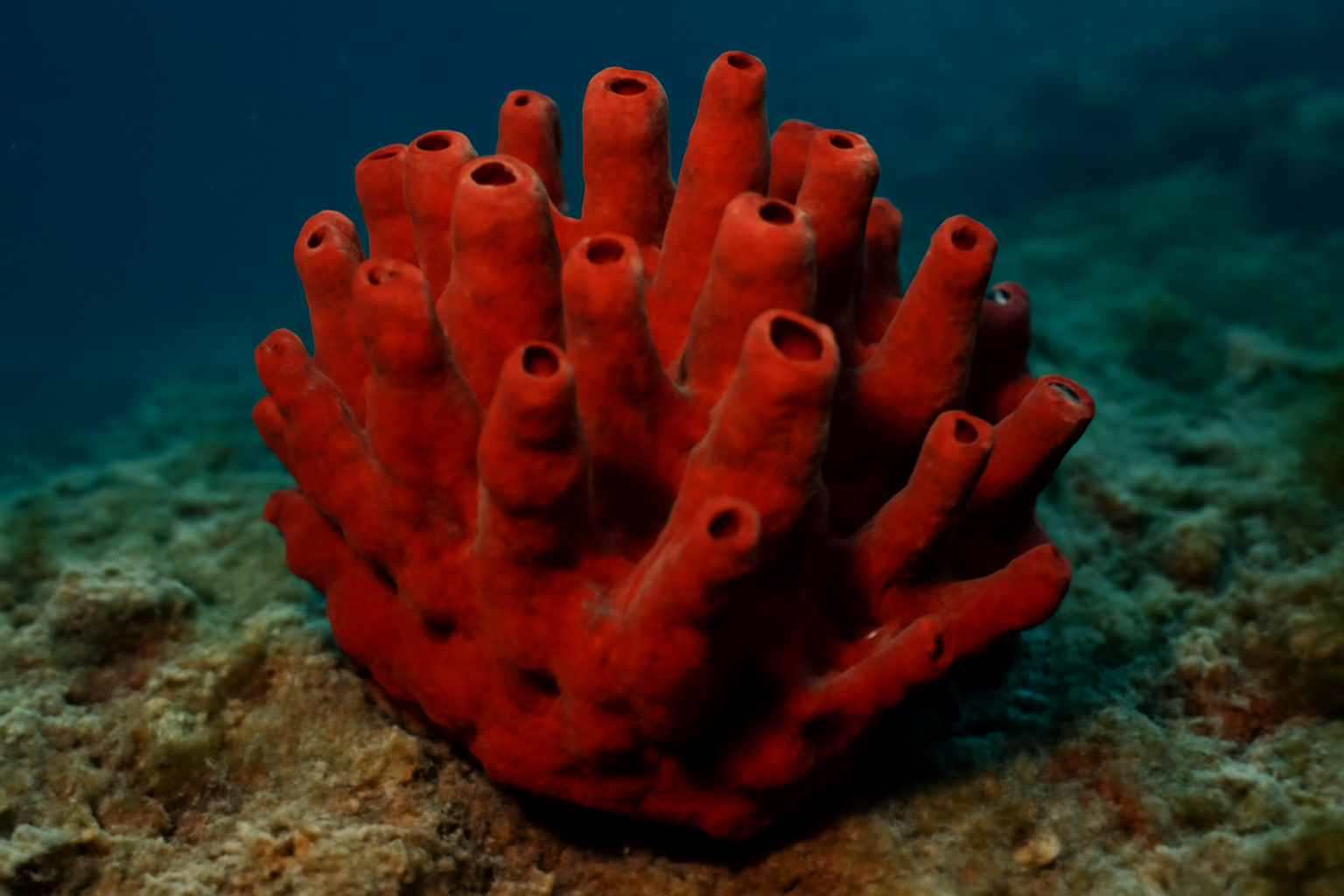 Mediterranean Red Sponge