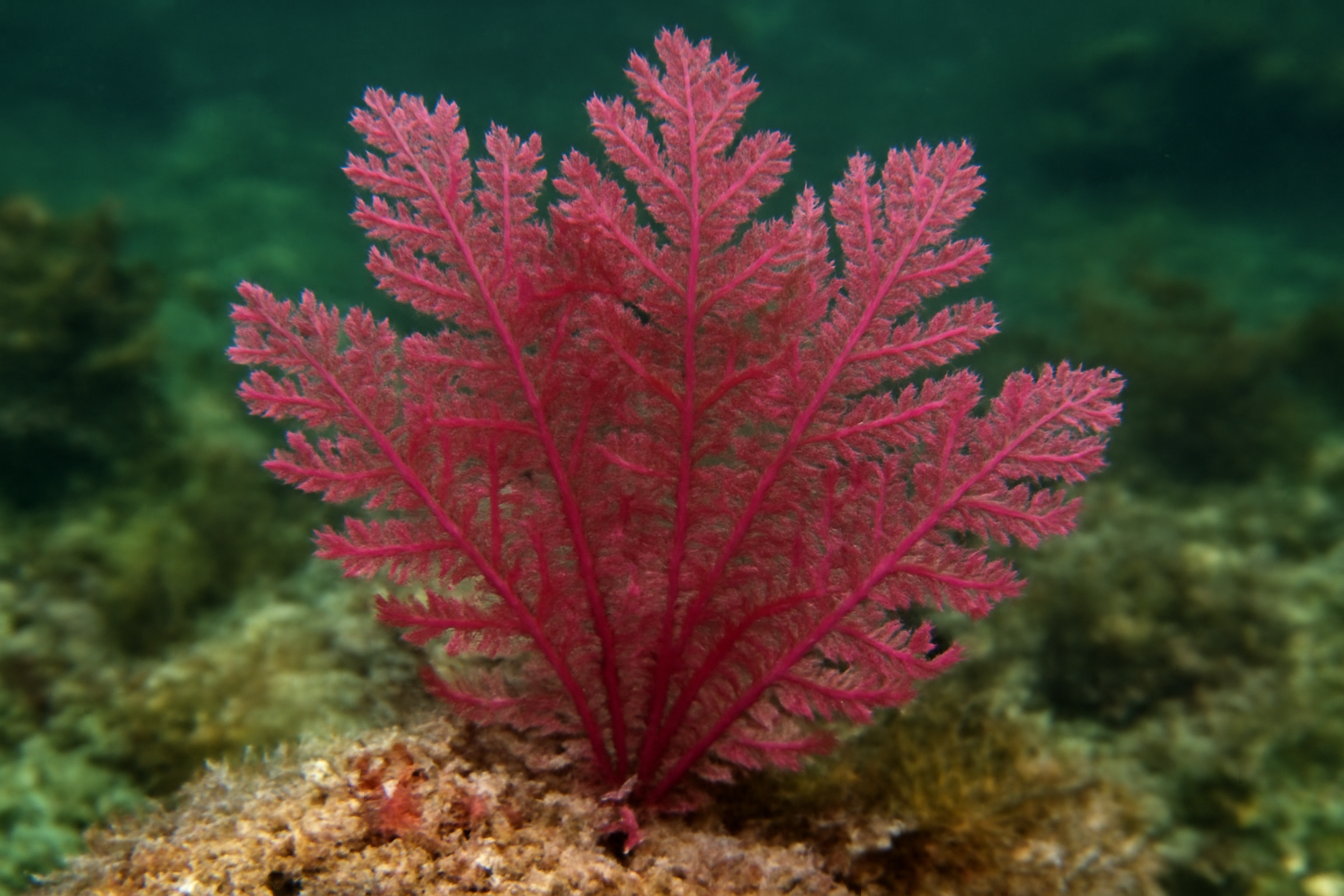 Red Lacy Weed