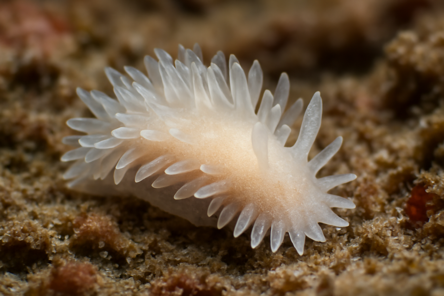 Carmia incolorata