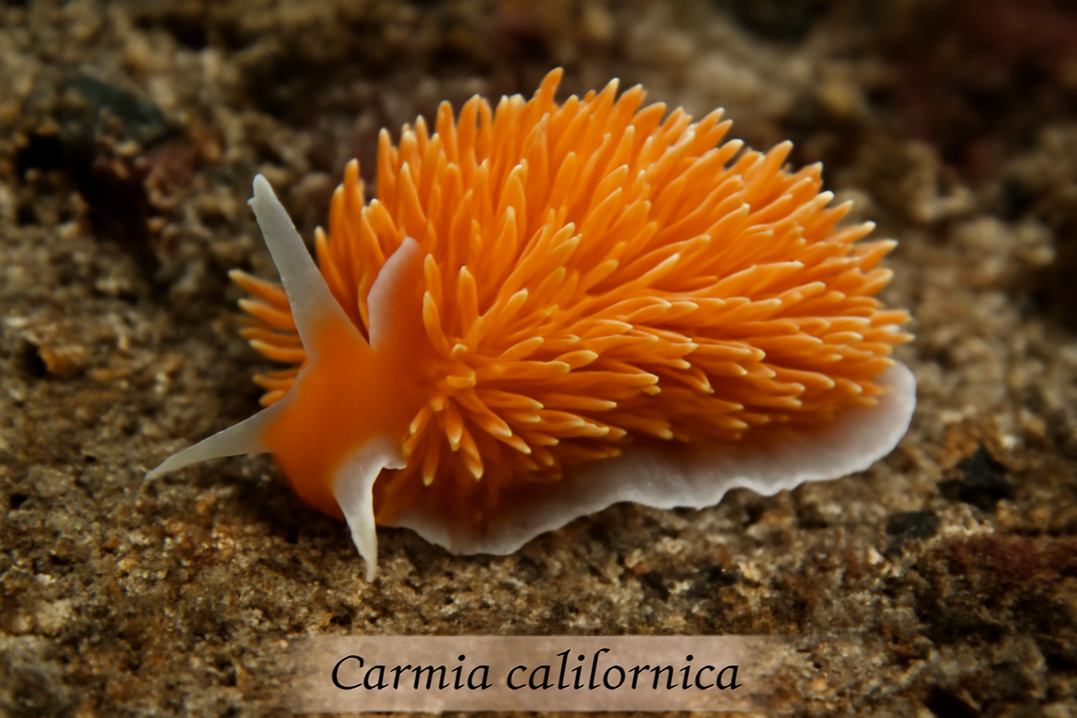 Carmia californica