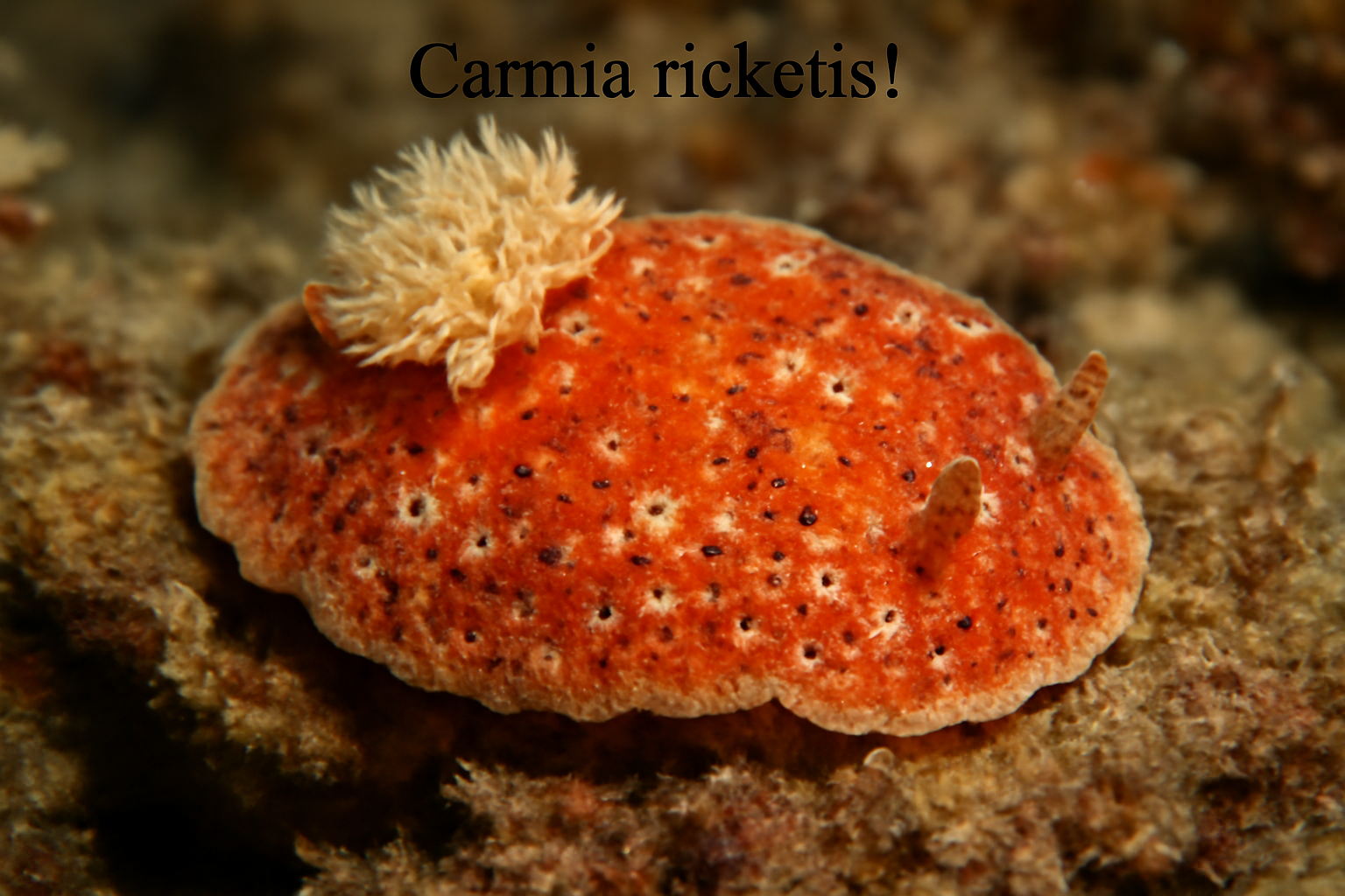 Carmia rickettsi