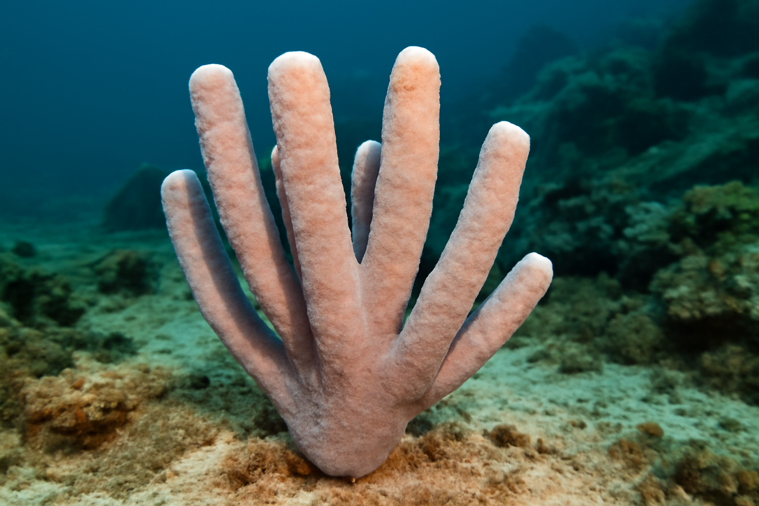 Thick Finger Sponge