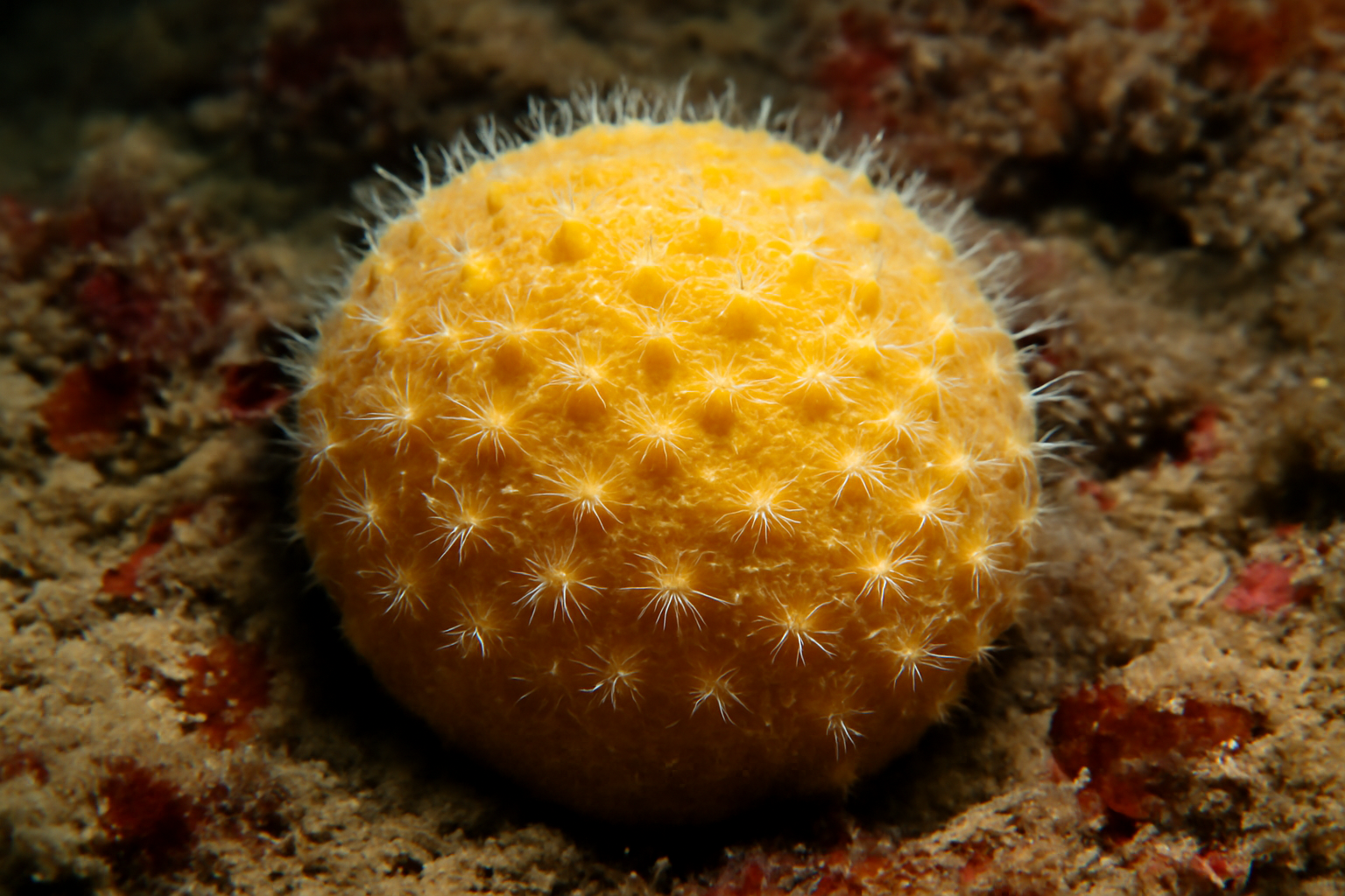 Arctic Coelosphaera