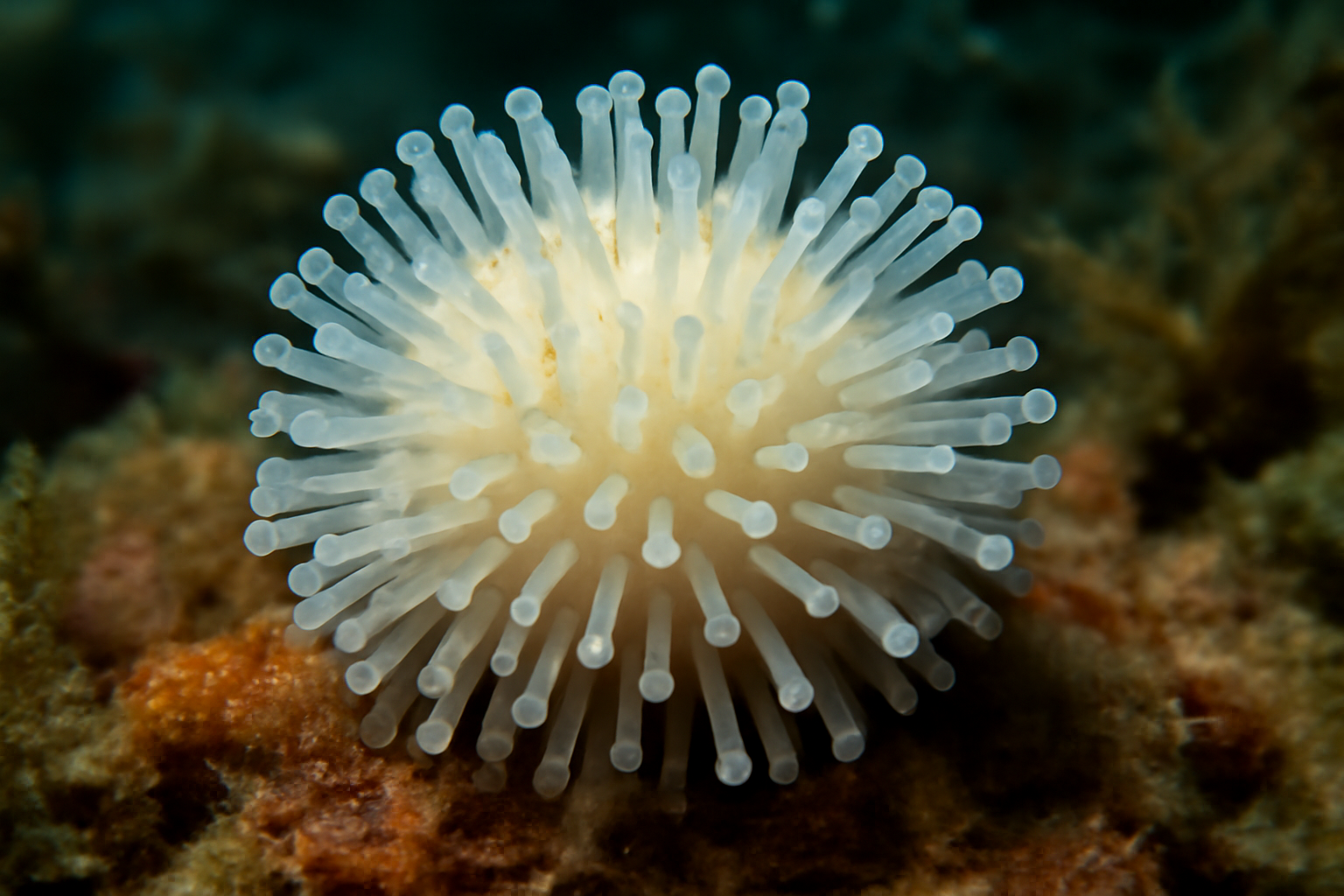 Pacific Coelosphaera